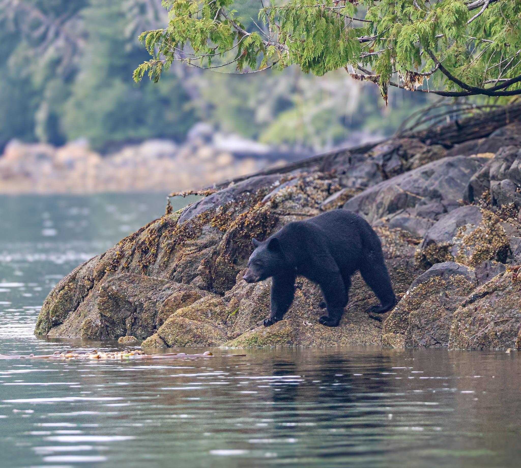 Clayoquot Sound Wildlife Safari