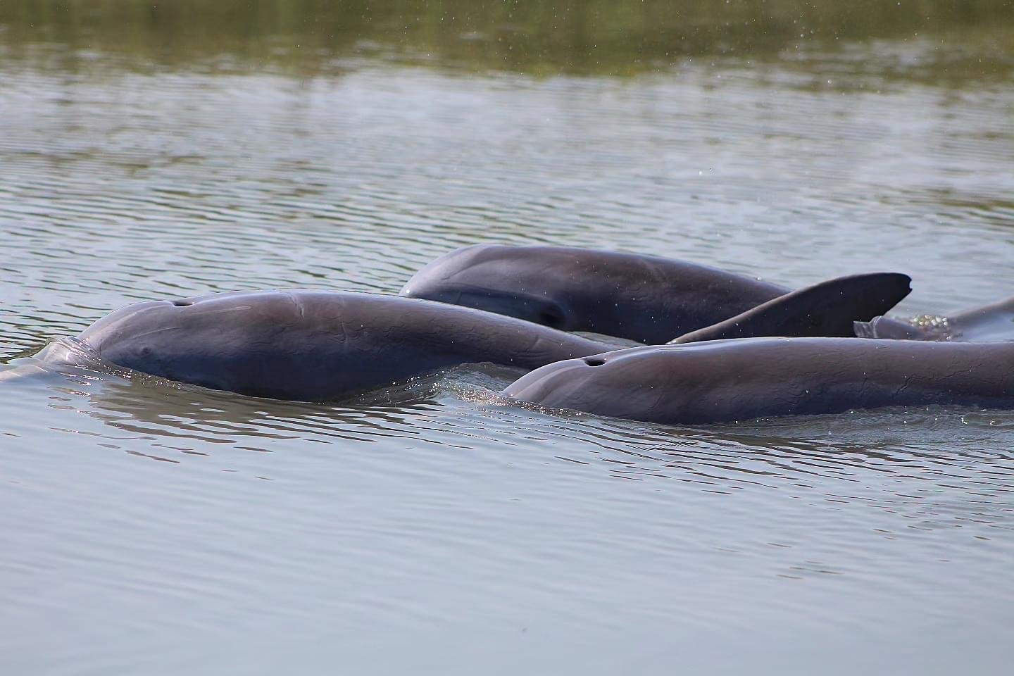 Folly Beach Dolphin Watching Boat Tour