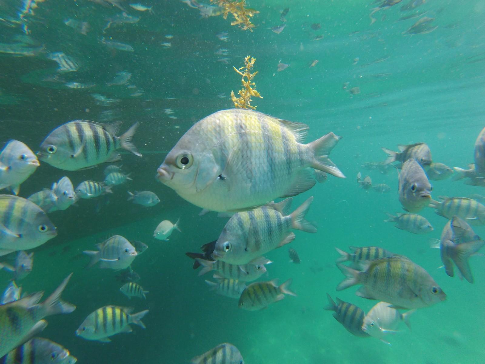 Angra dos Reis Islands Speedboat Cruise from Rio