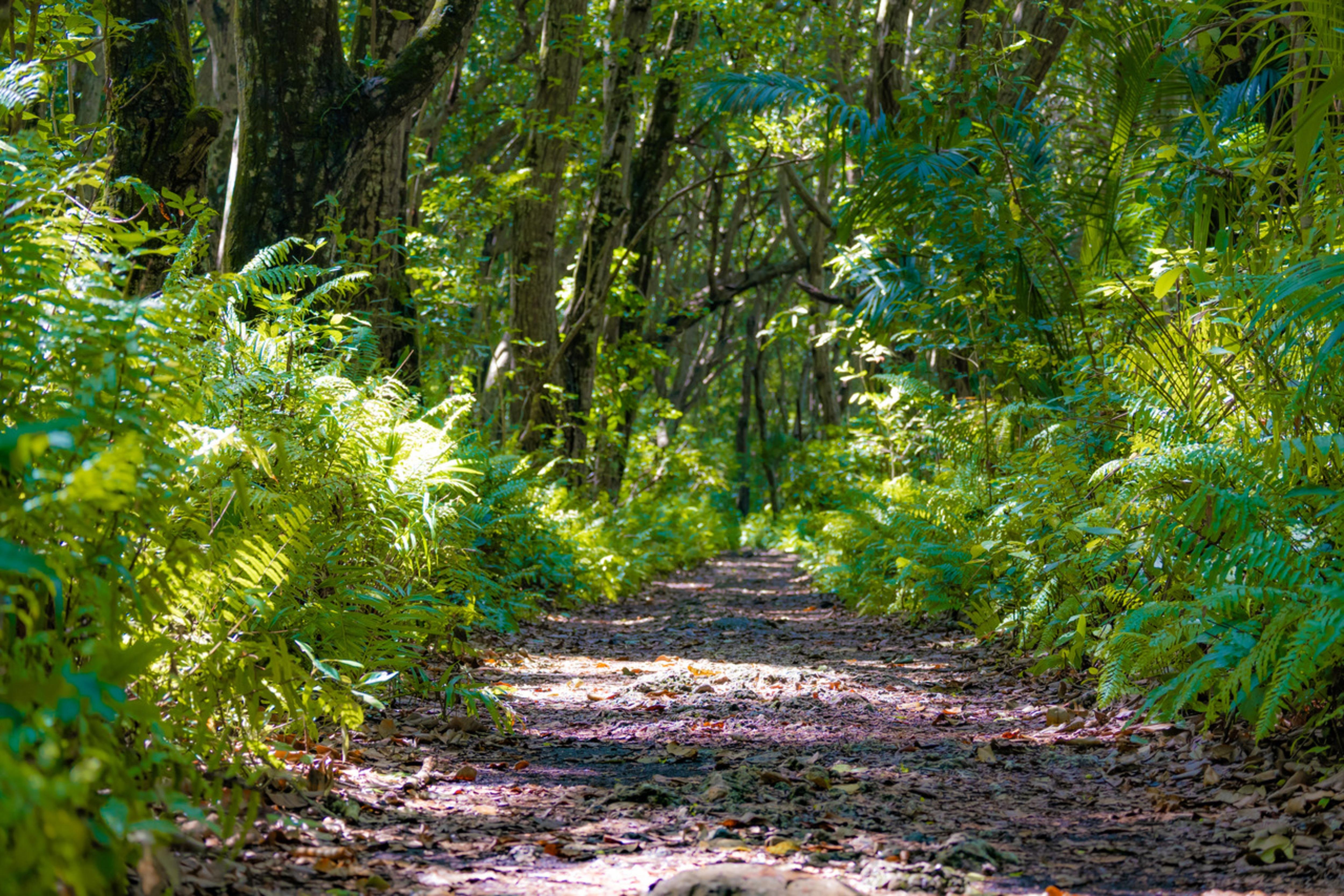 Zanzibar Jozani Forest Private Wildlife Tour