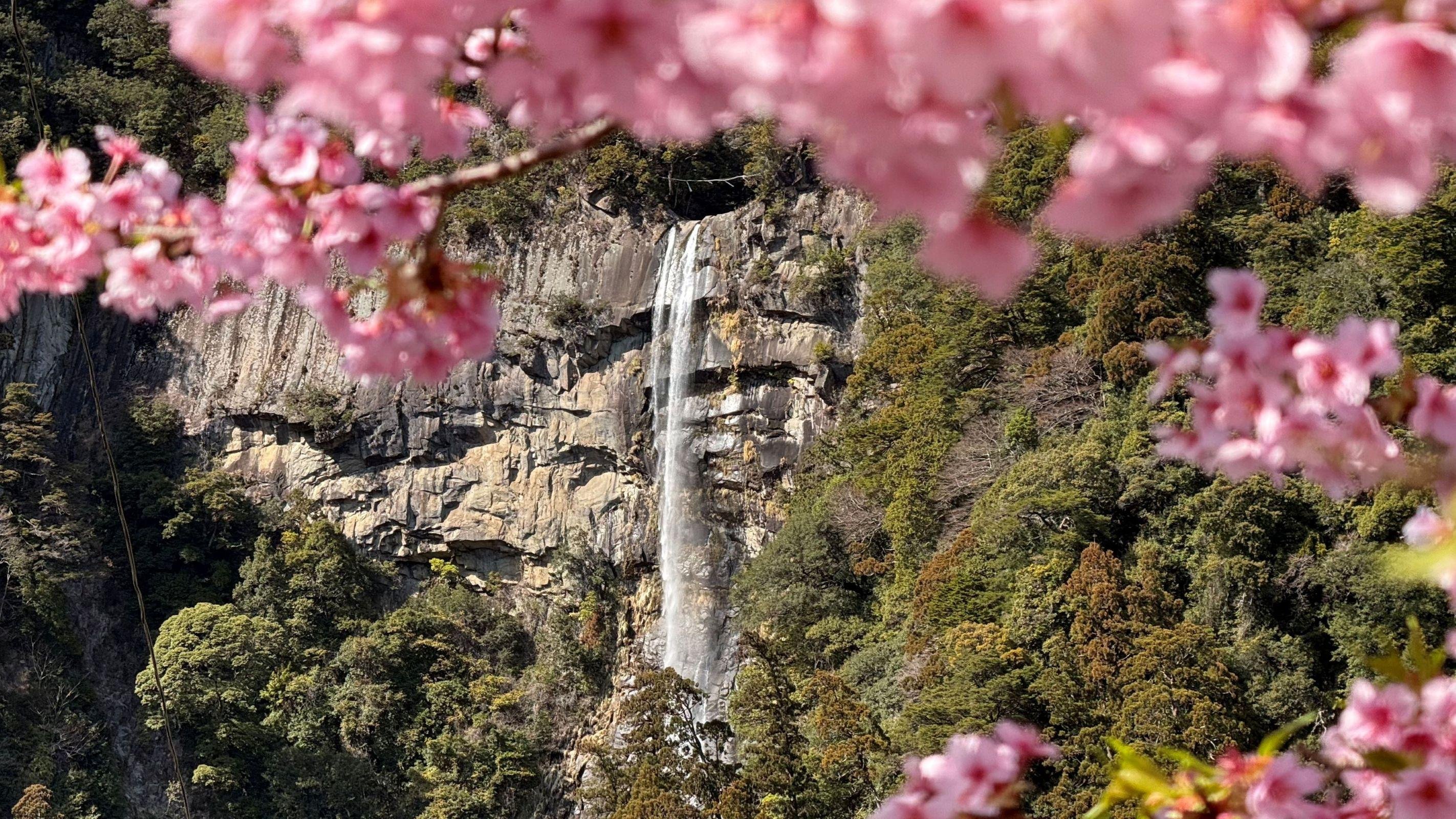 Nachi Falls with spring cherry blossoms