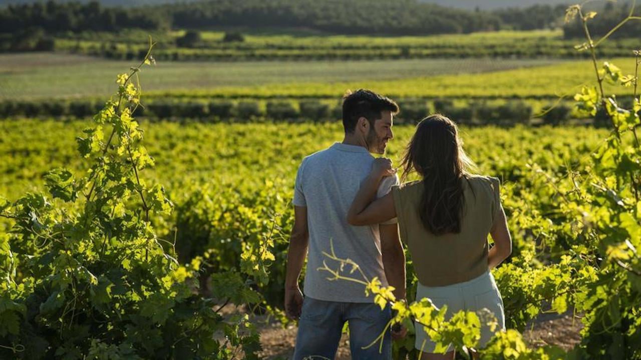 Utiel-Requena Vineyard Experience with Wine & Cava Tasting