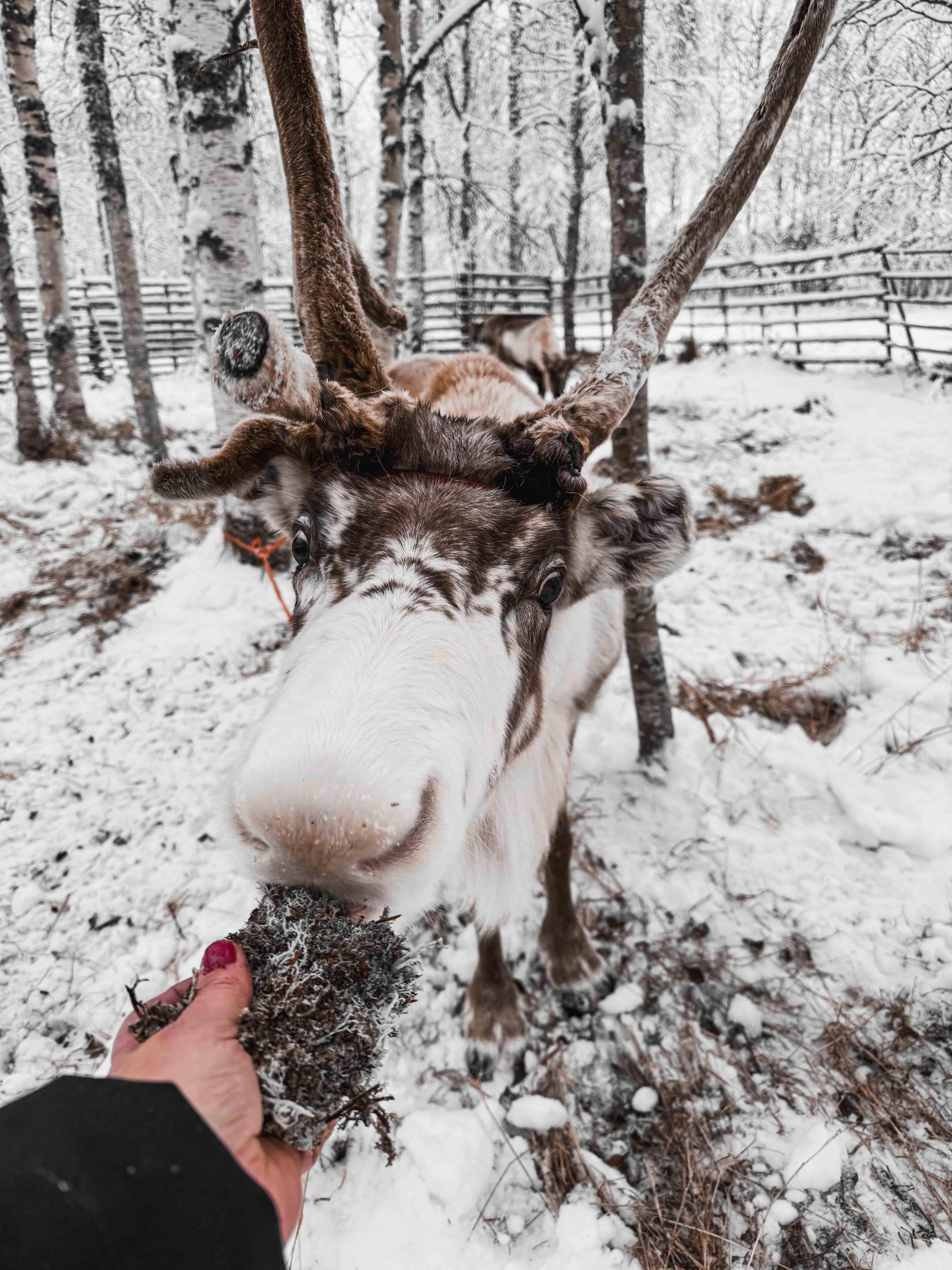 Rovaniemi Reindeer Farm & Sleigh Ride Experience