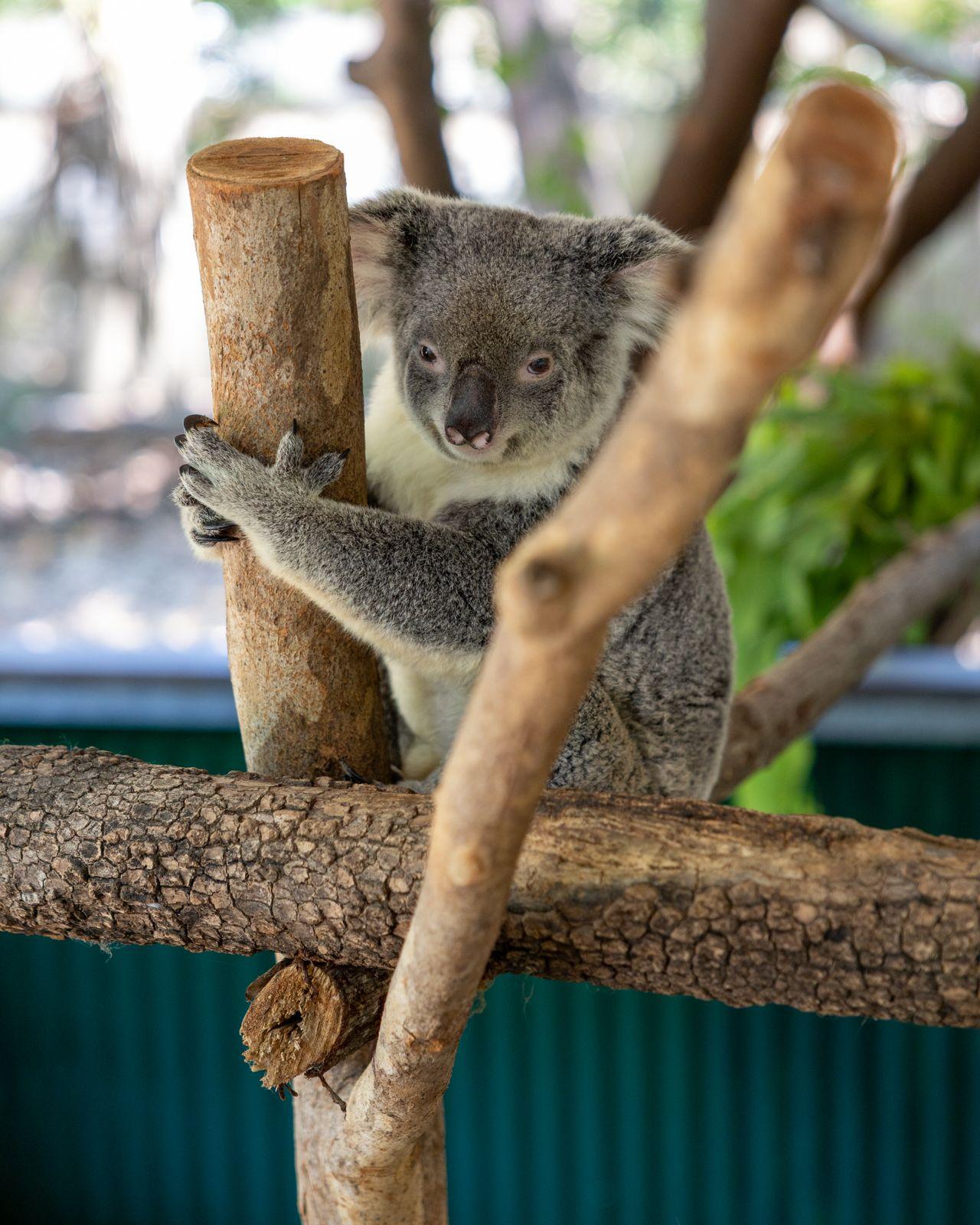 Magnetic Island Koala & Wildlife Park Encounter
