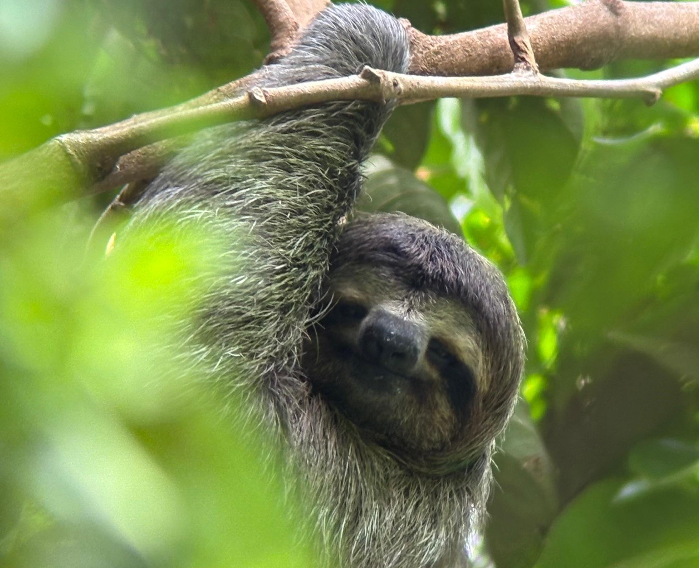Manuel Antonio National Park: Expert-Guided Wildlife Hike