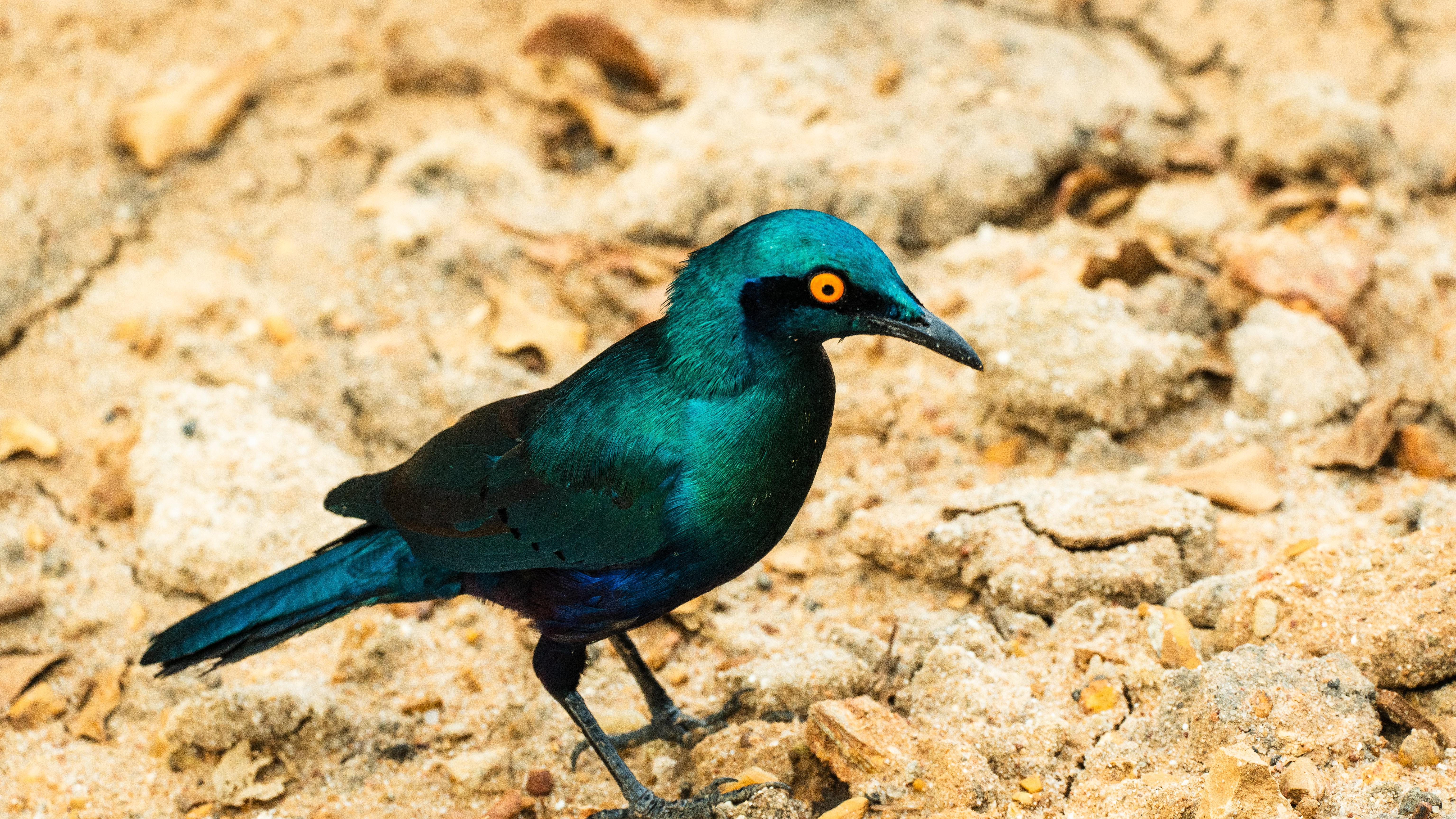 Zanzibar to Selous: Full-Day Safari with Bush Lunch (+ 2-Day Option)
