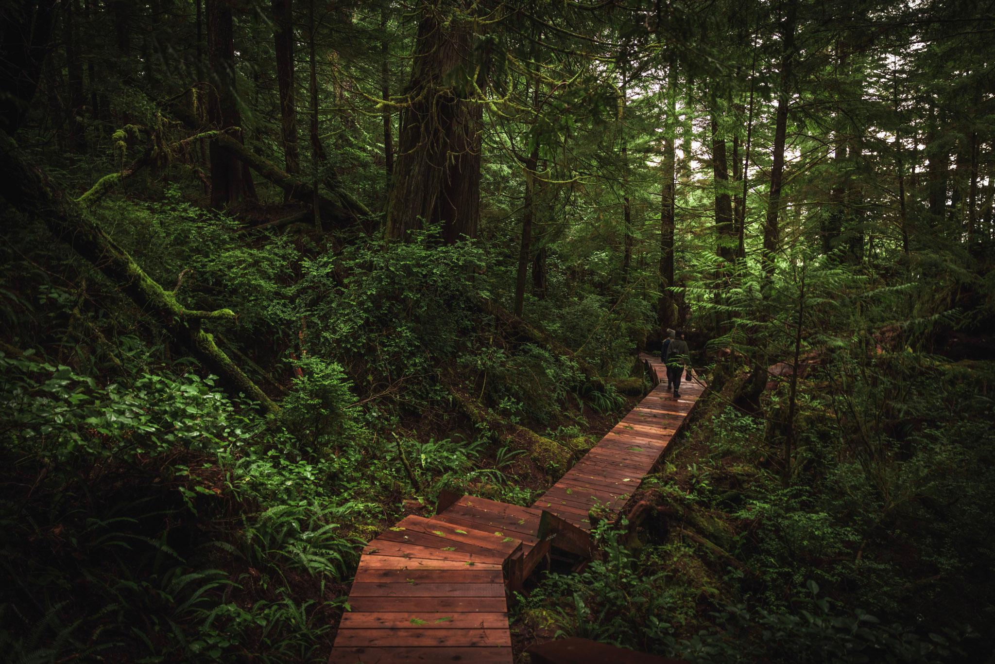 Tofino: Hot Springs Cove Tour with Wildlife Cruise