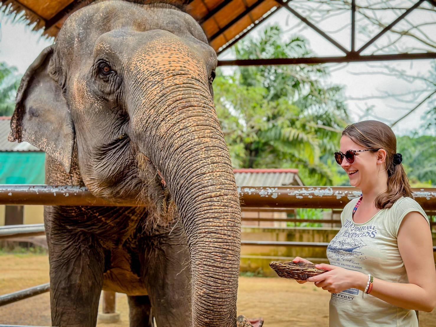 Samui: Ethical Elephant Care & Nutrition Workshop