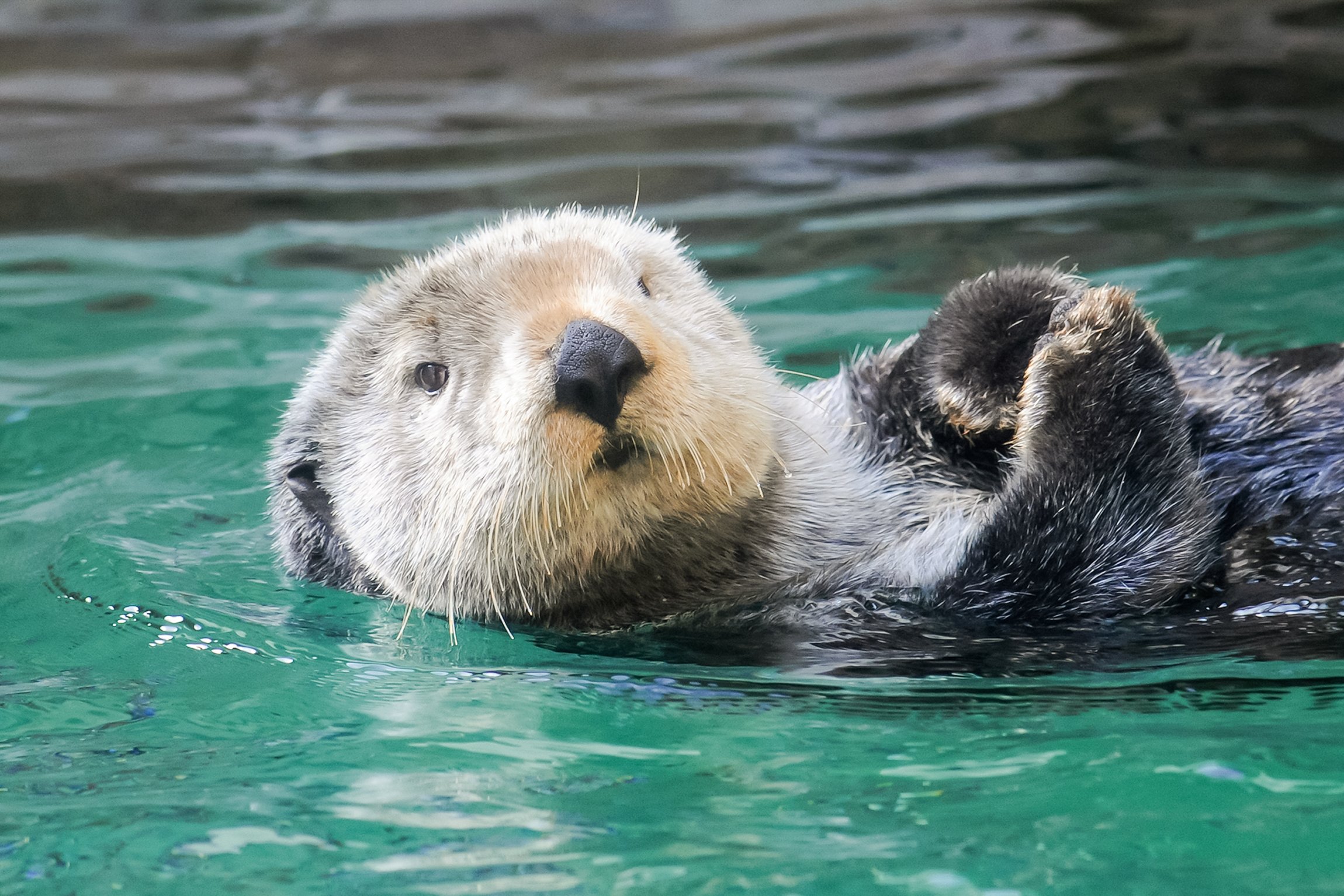 Seattle CityPASS attractions — Space Needle, Seattle Aquarium and the harbor — image 16