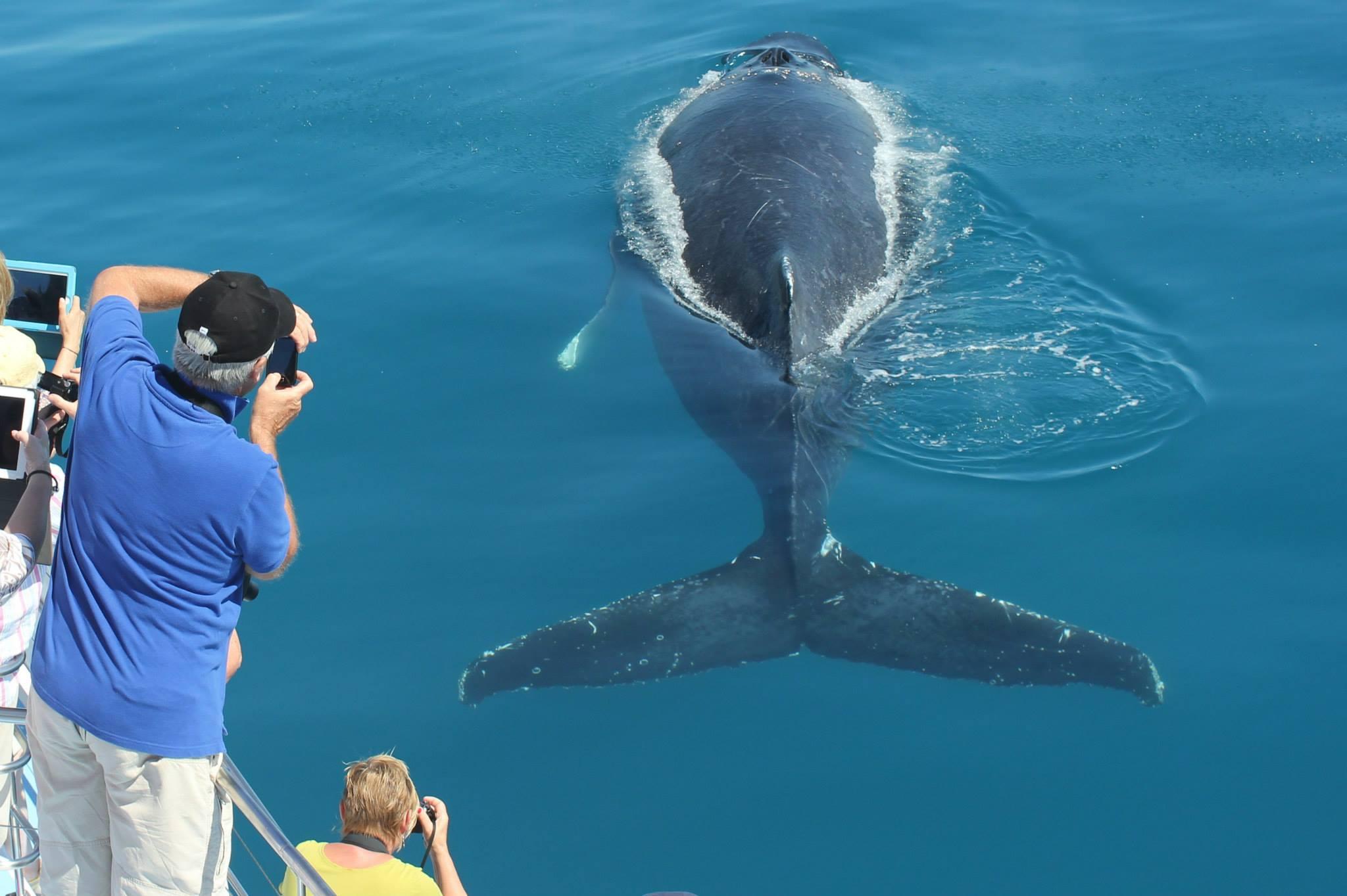 Hervey Bay Ultimate Whale Watching Odyssey on Freedom