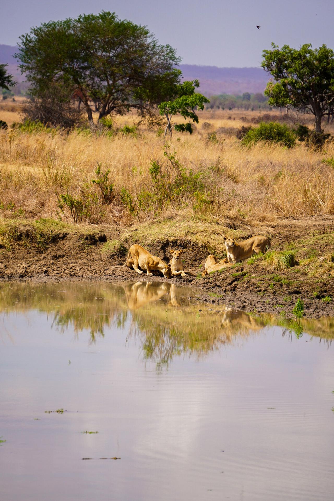 Zanzibar to Mikumi: Fly-In Safari Day Trip with Bush Lunch