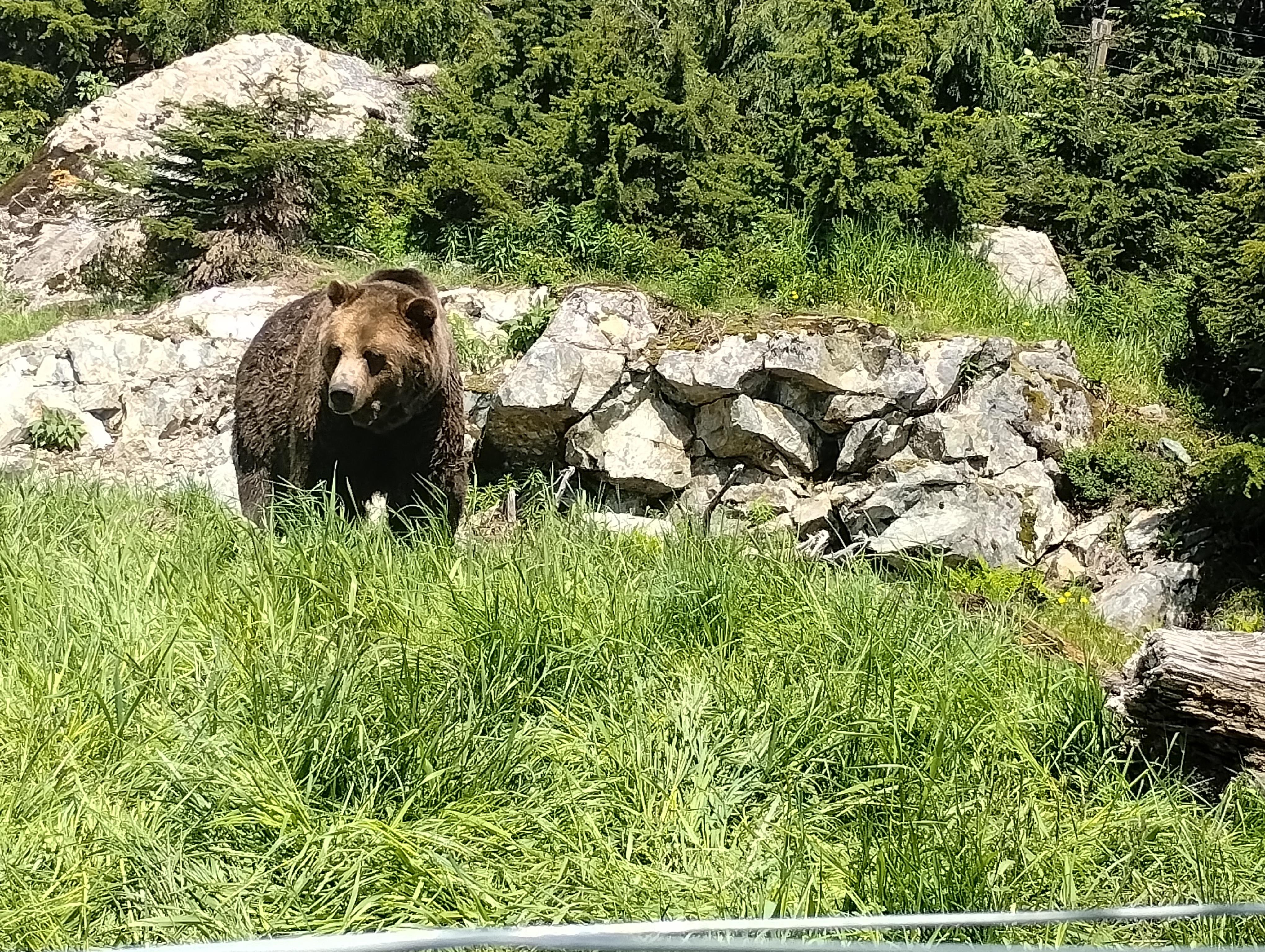 5-in-1 Vancouver Highlights: Grouse Mountain & Capilano Bridge Private Car Tour