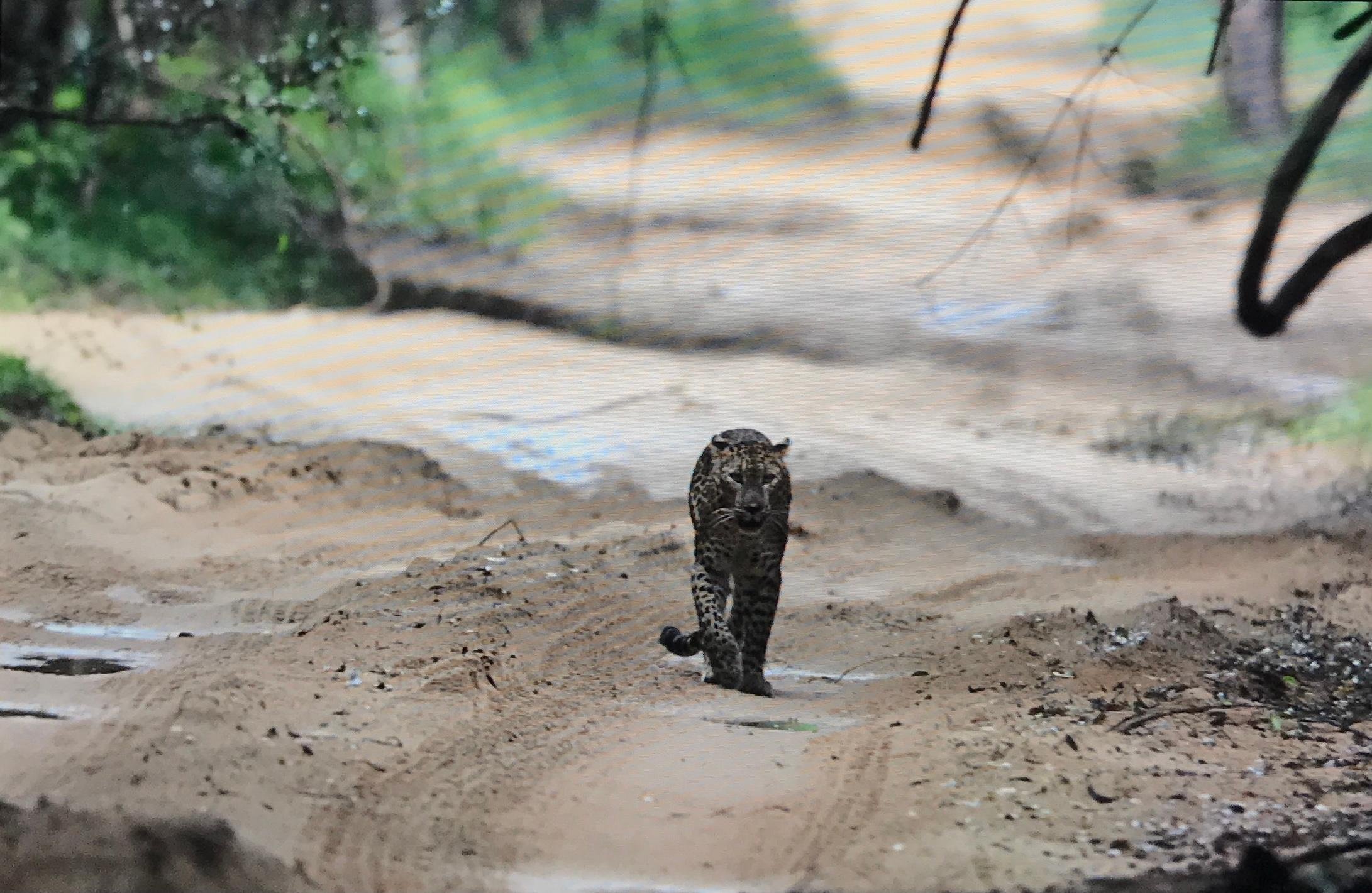 Private Wilpattu National Park Safari