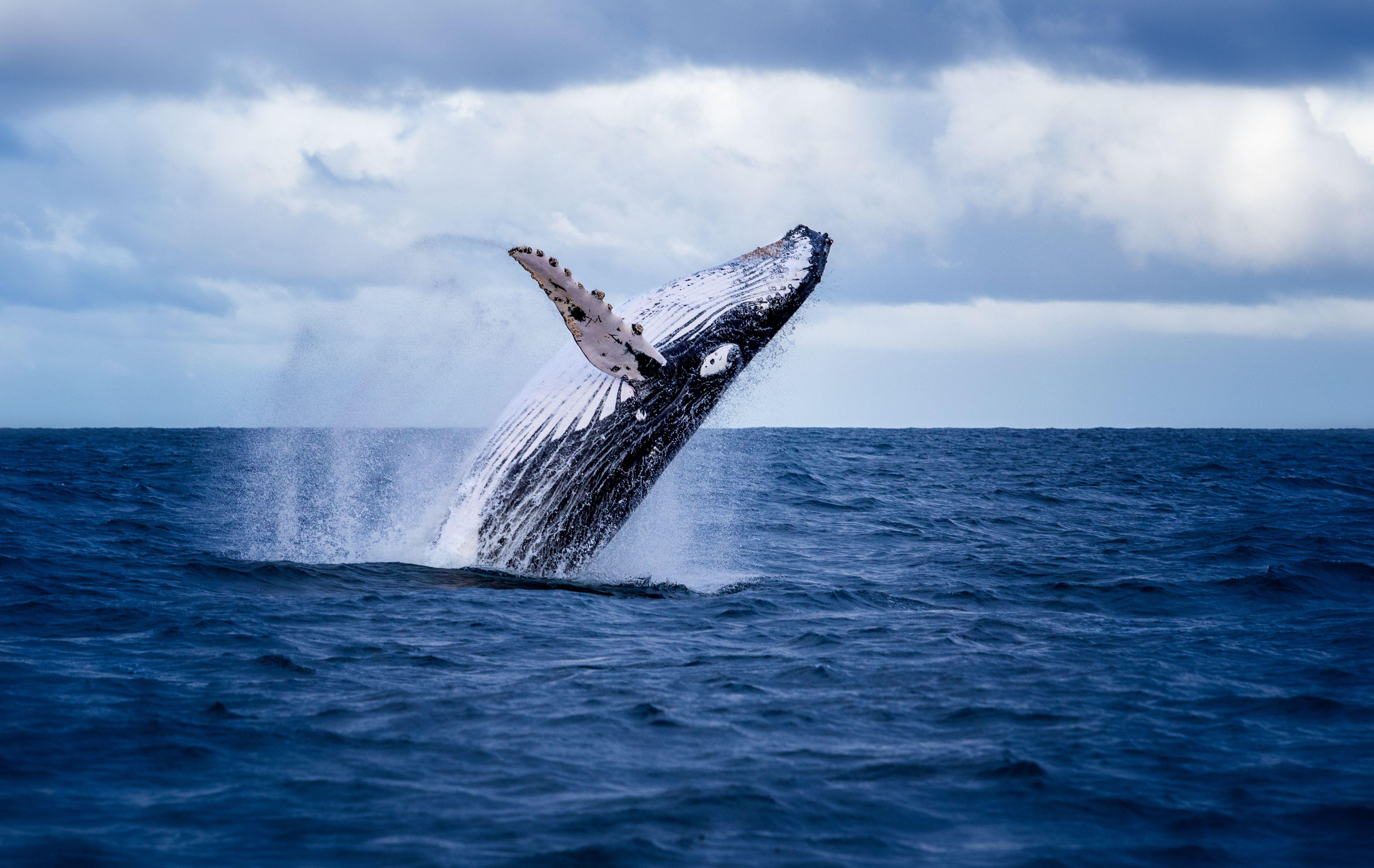 Eyjafjörður Fjord Whale Watching Catamaran Tour