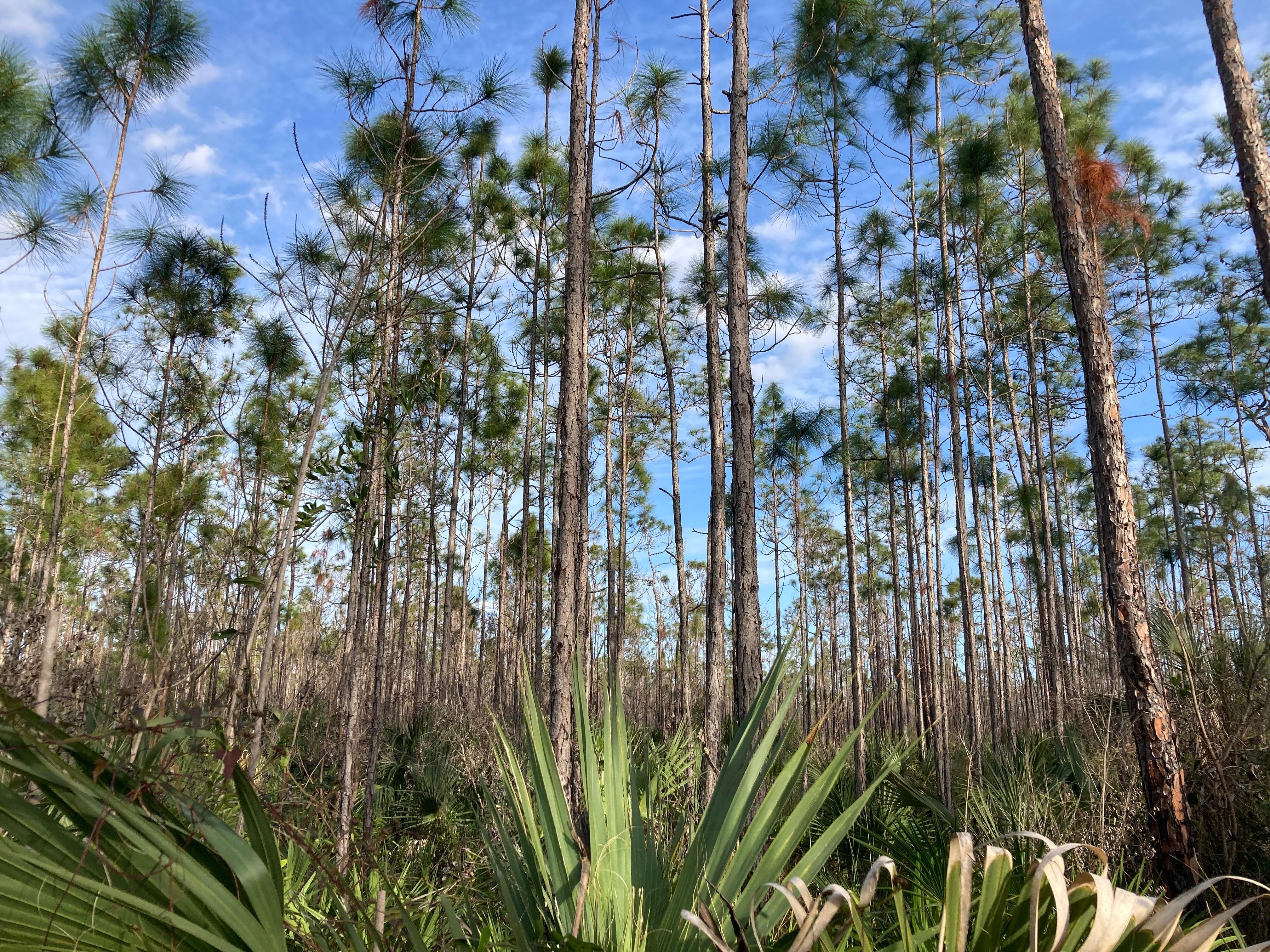Full-Day Everglades Kayaking & Hiking Expedition from Miami