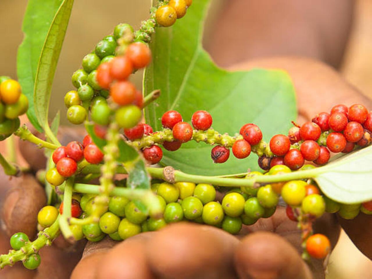 Zanzibar Private Spice Farm Tour with Local Guide