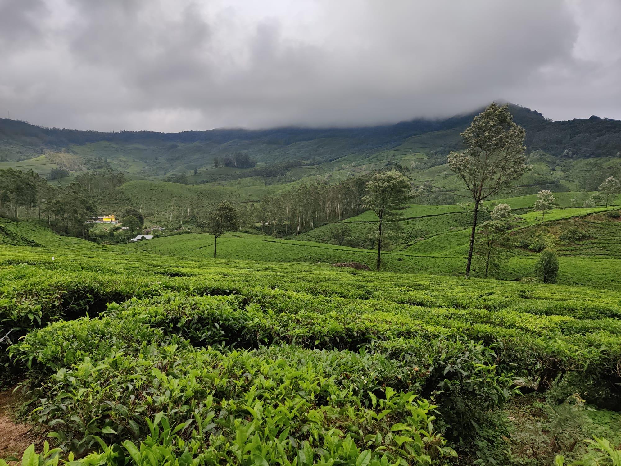 5-Day Kerala Escape: Munnar Hills, Thekkady Wildlife & Alleppey Houseboat