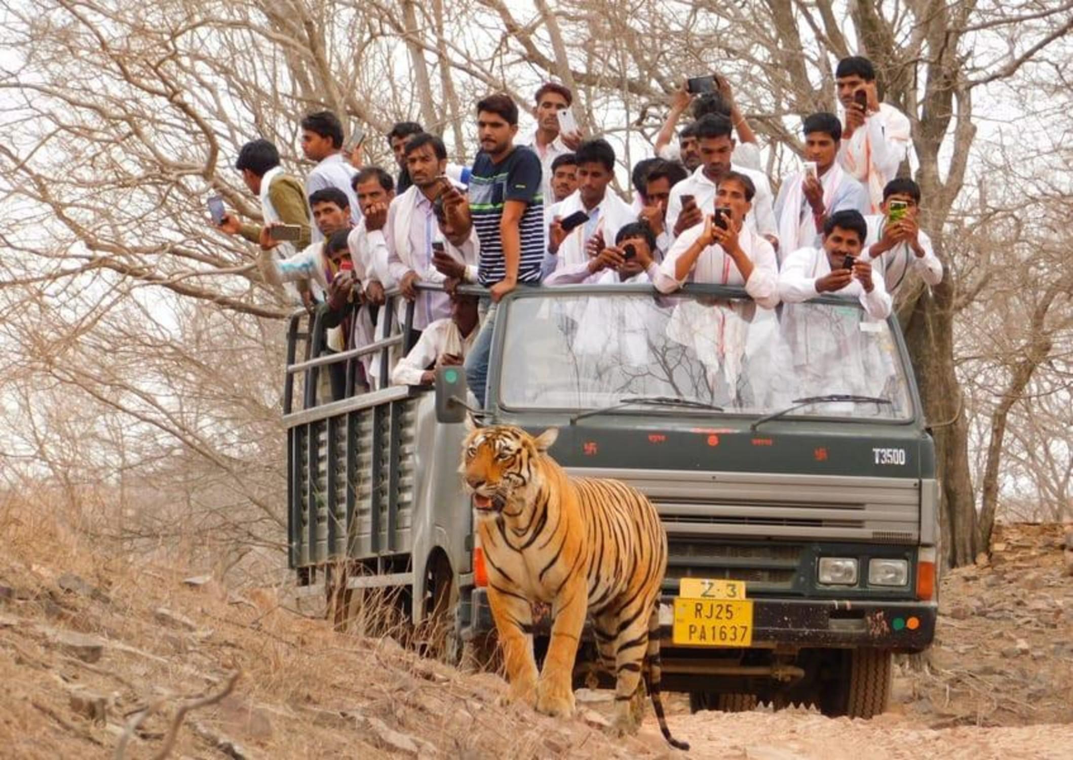 Ranthambore National park canter gypsy safari - 2026 (Verified Reviews)