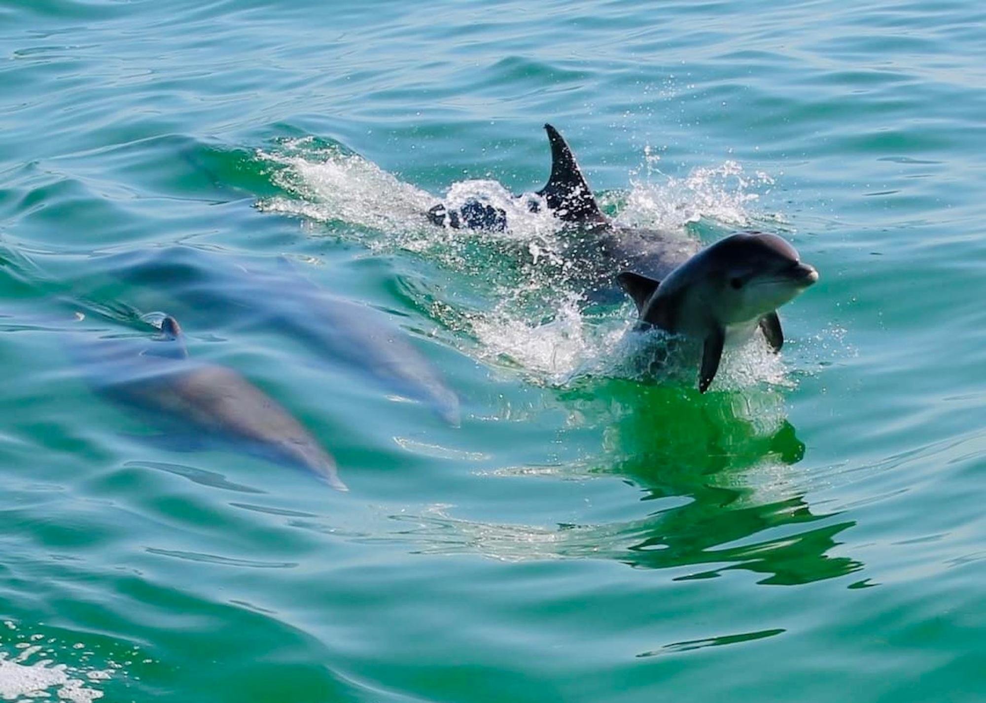 Evening Dolphin Cruise from Tarpon Springs
