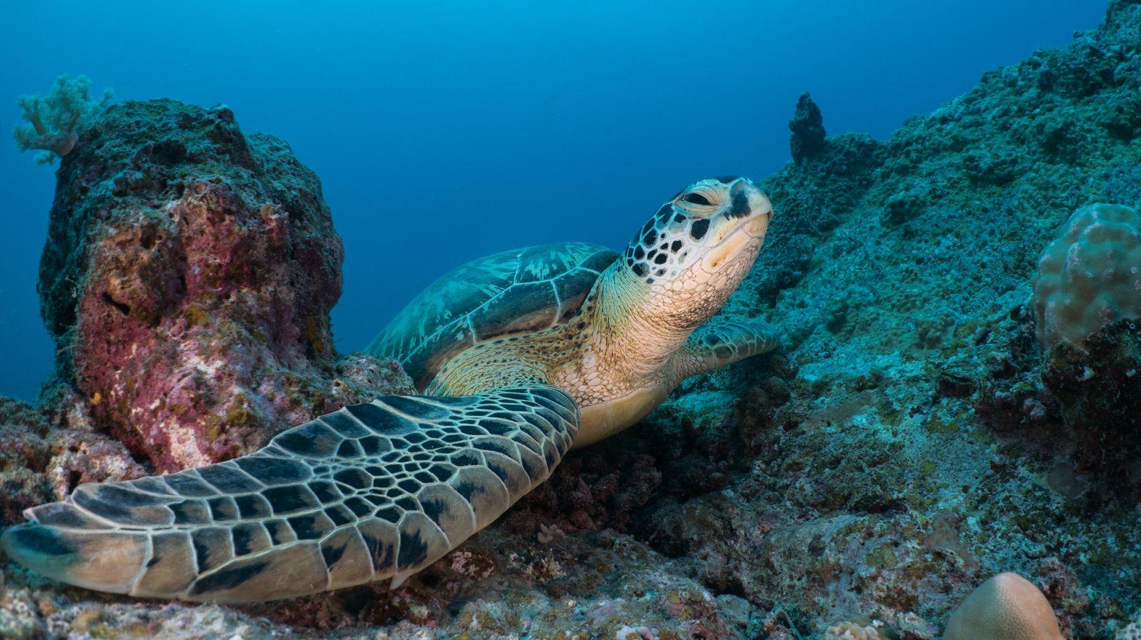 Trou-aux-Biches Submarine Deep-Sea Wreck Expedition