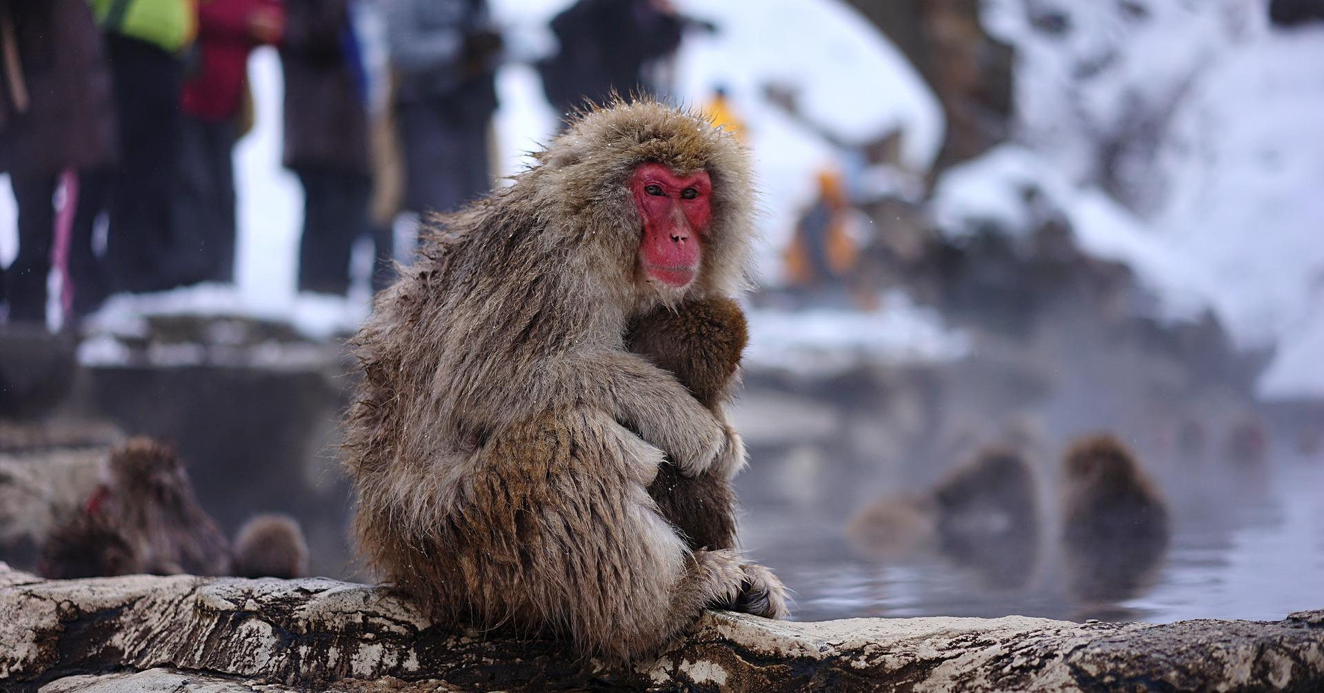 Nagano Snow Monkey & Zenkoji Temple Private Day Tour from Tokyo