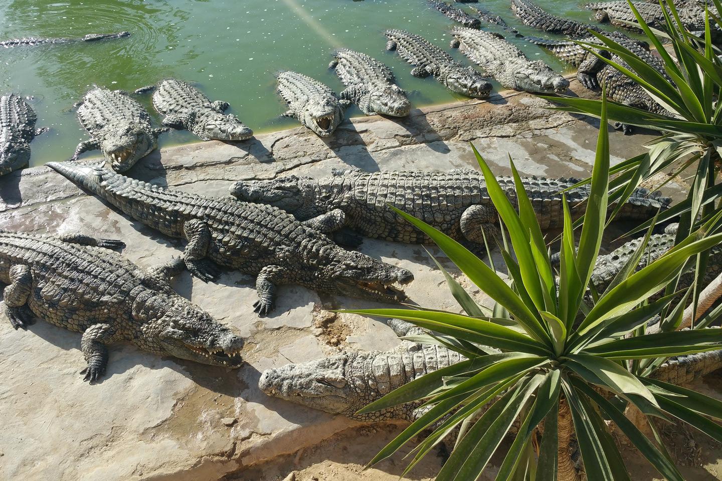 Djerba Explore Park with Crocodile Feeding Experience