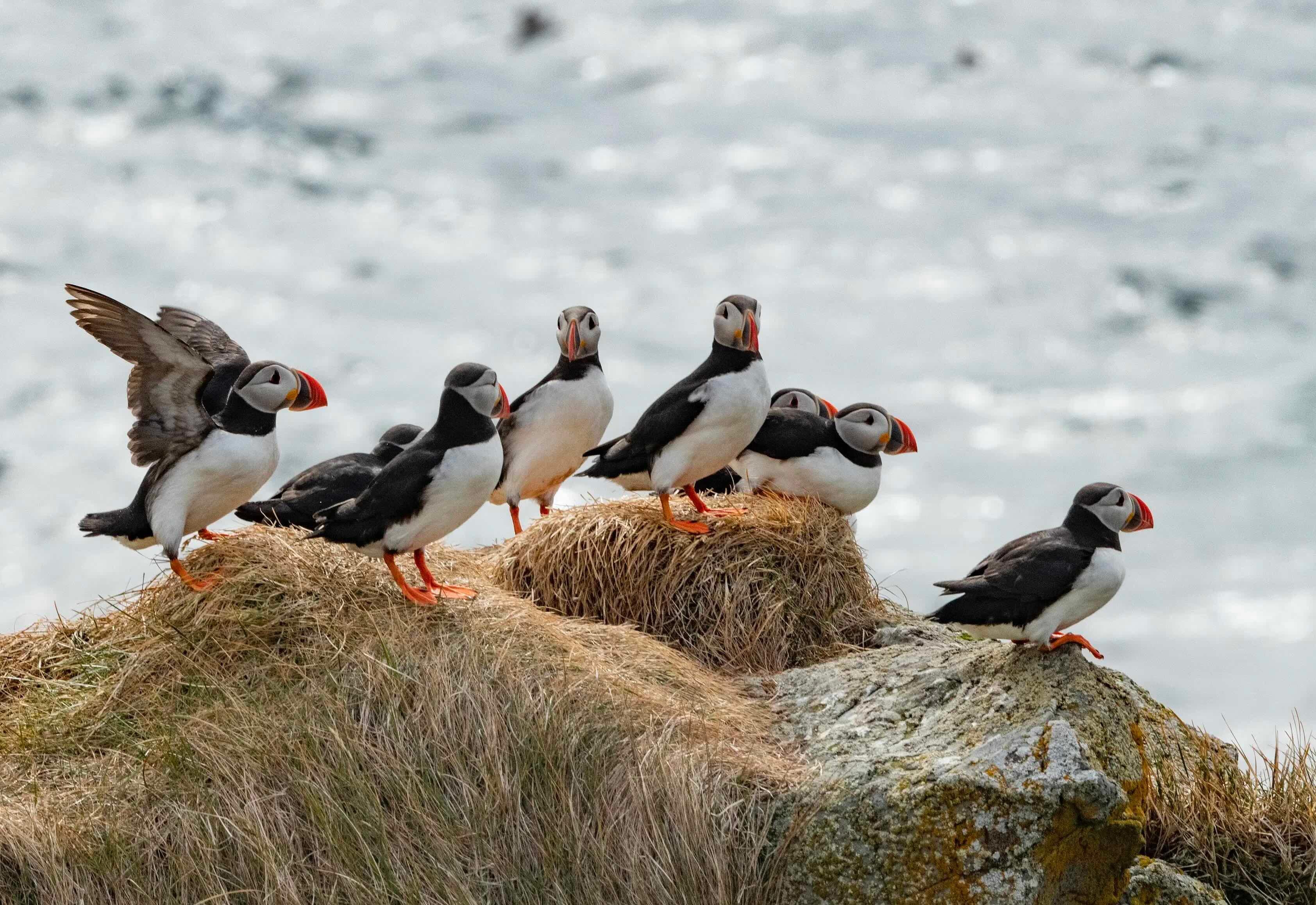 Ísafjörður Puffin & Wildlife Boat Tour