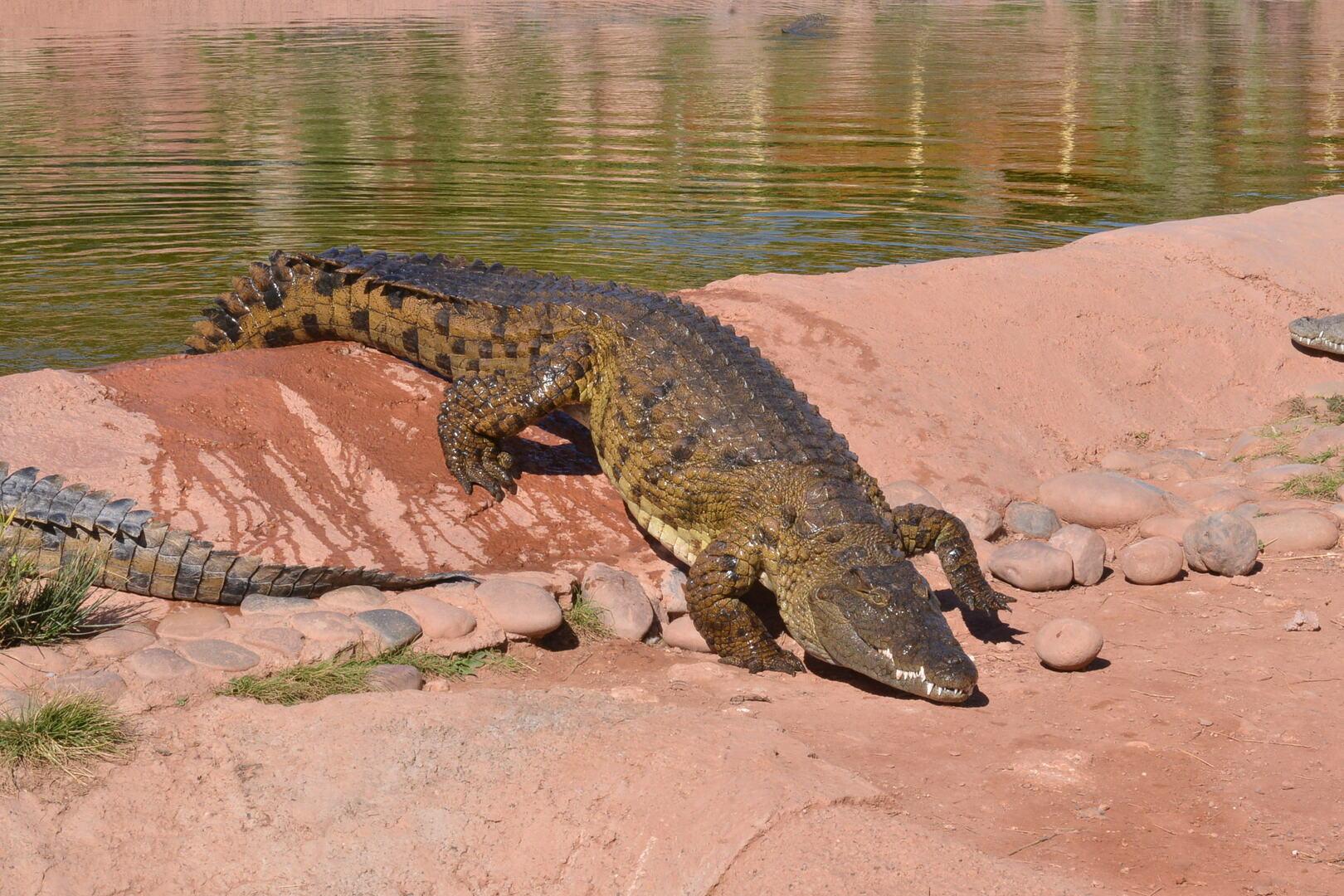 Agadir: Argan Goats and Crocoparc Excursion
