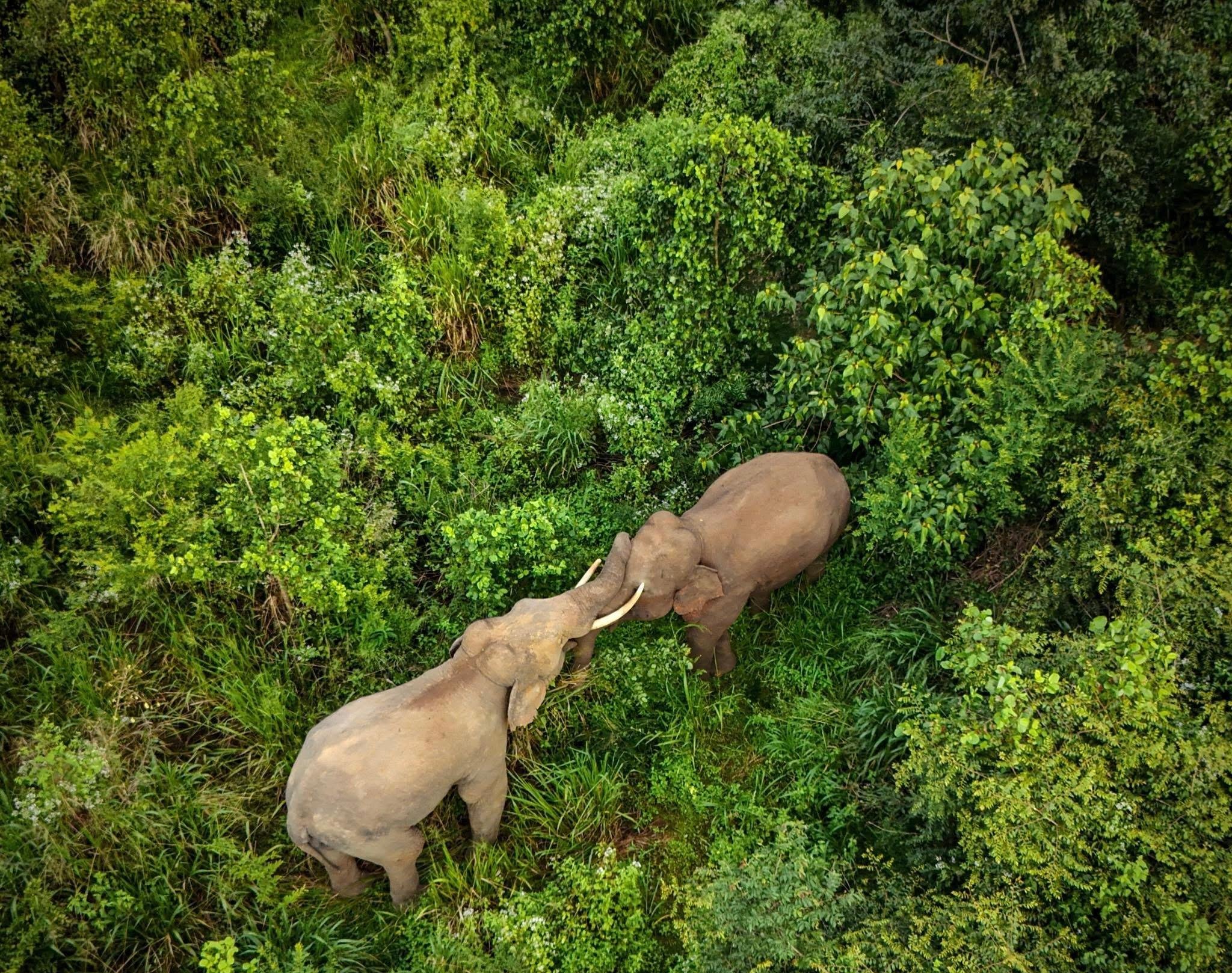 Minneriya National Park Wildlife Safari from Sigiriya