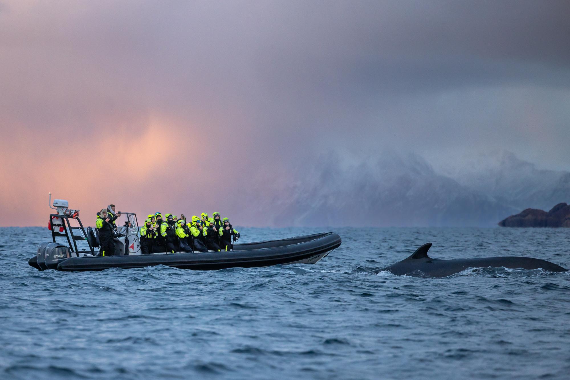 Alta Whale Watching Adventure by RIB Boat