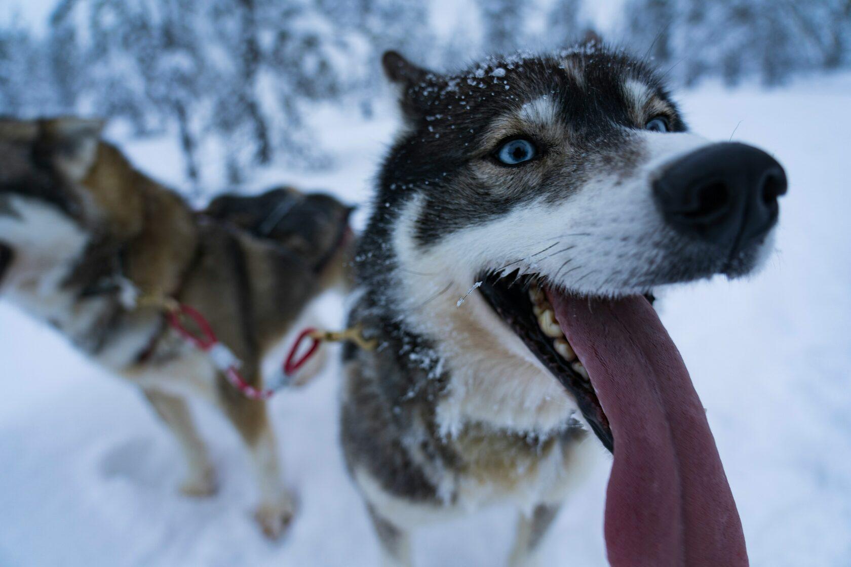 Rovaniemi Private Husky Safari with Sled Ride & Hot Drinks