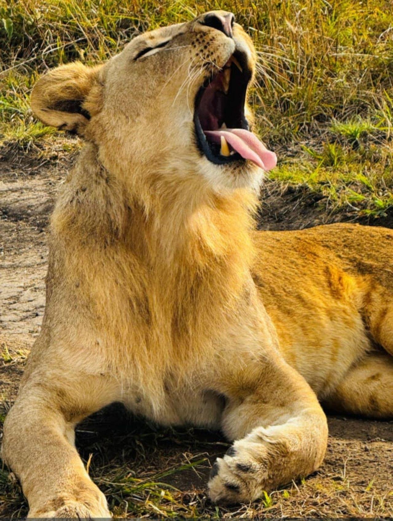 Nairobi Safari: National Park, Elephant Orphanage & Giraffe Center