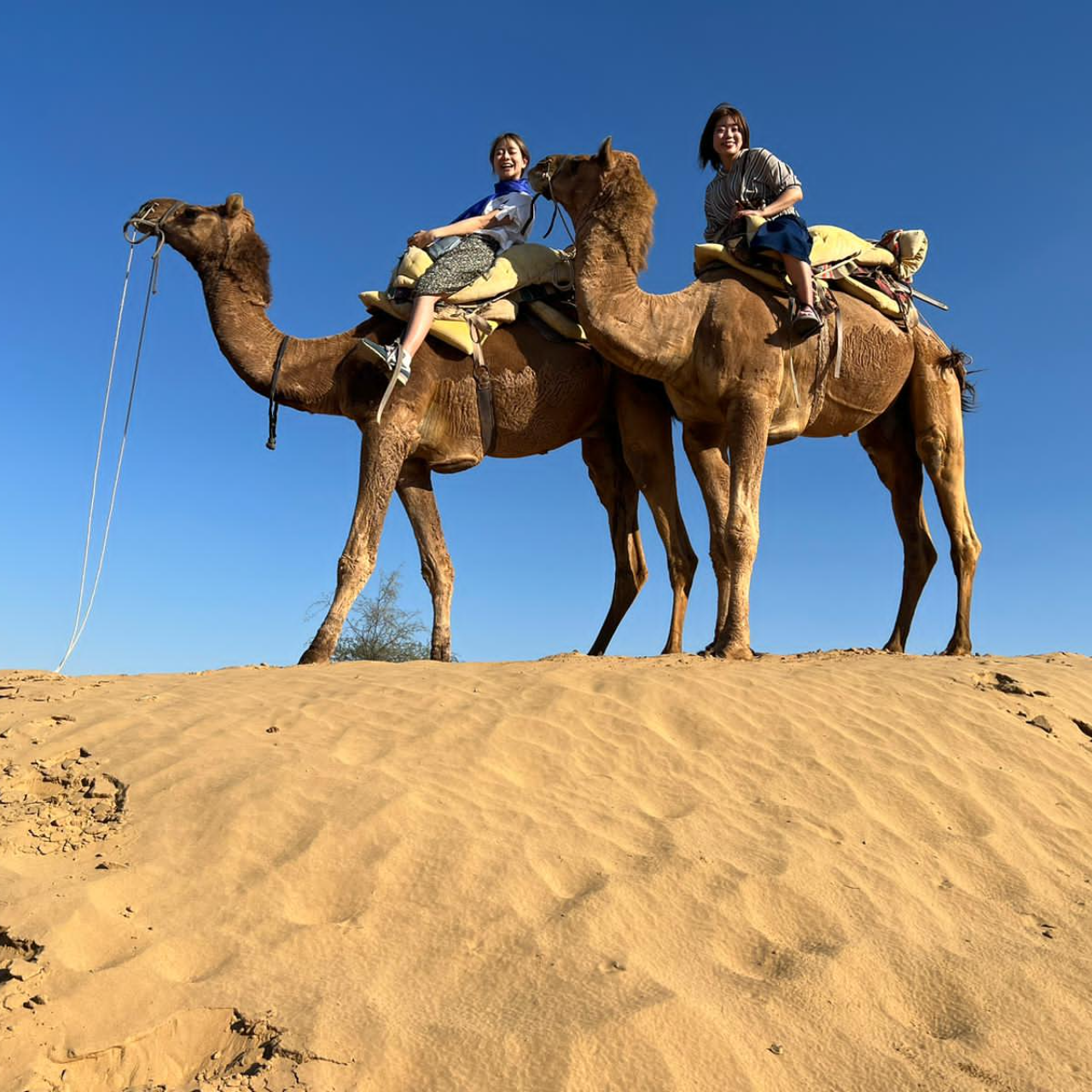 Thar Desert Overnight Camel Safari & Village Stay