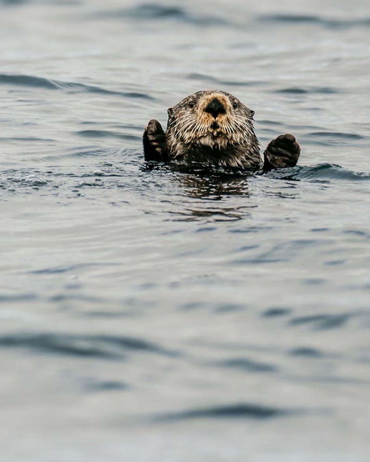whale watching in Sitka — photo 2