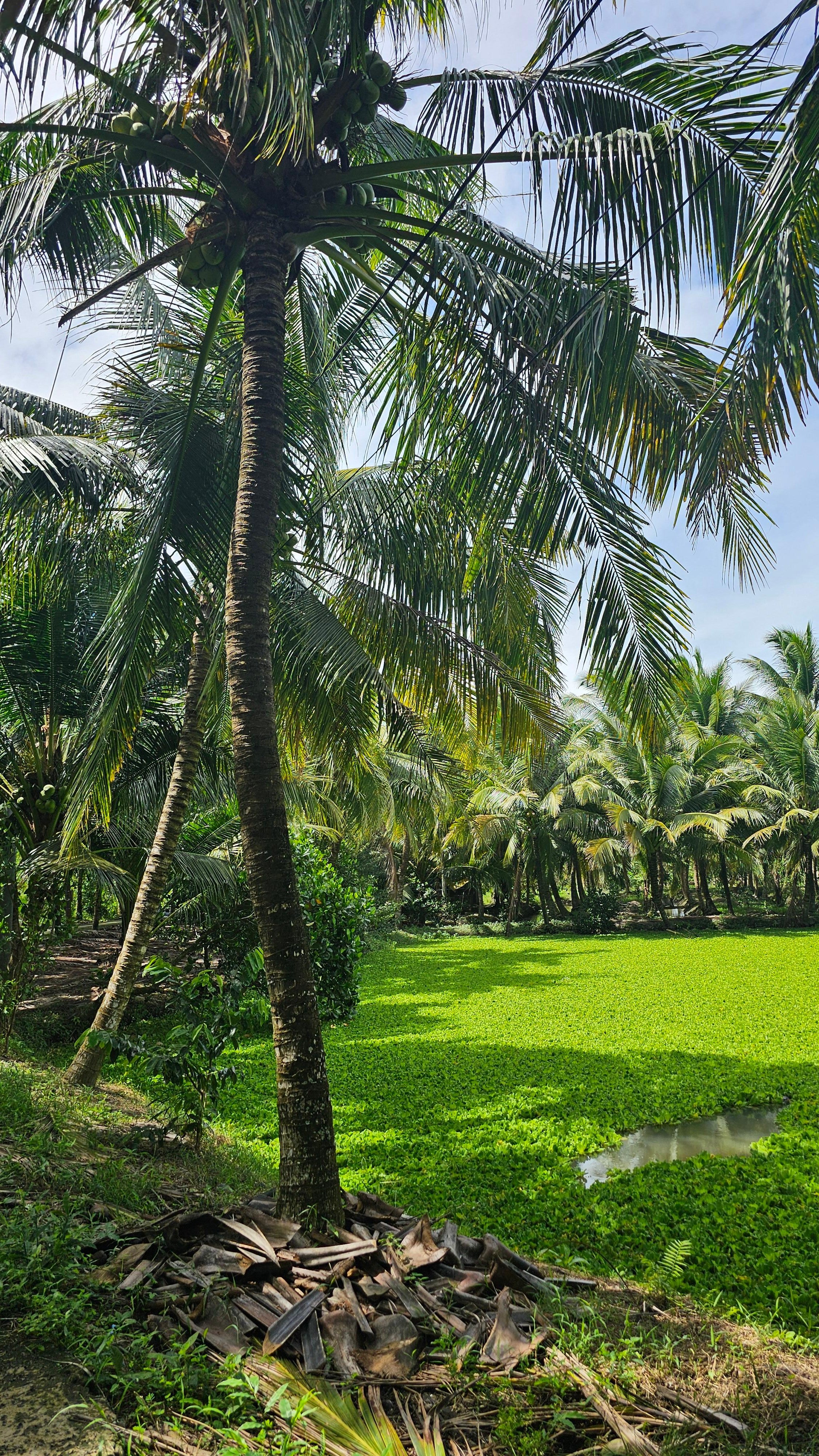 Can Tho: Cai Rang Floating Market & Authentic Mekong Experience