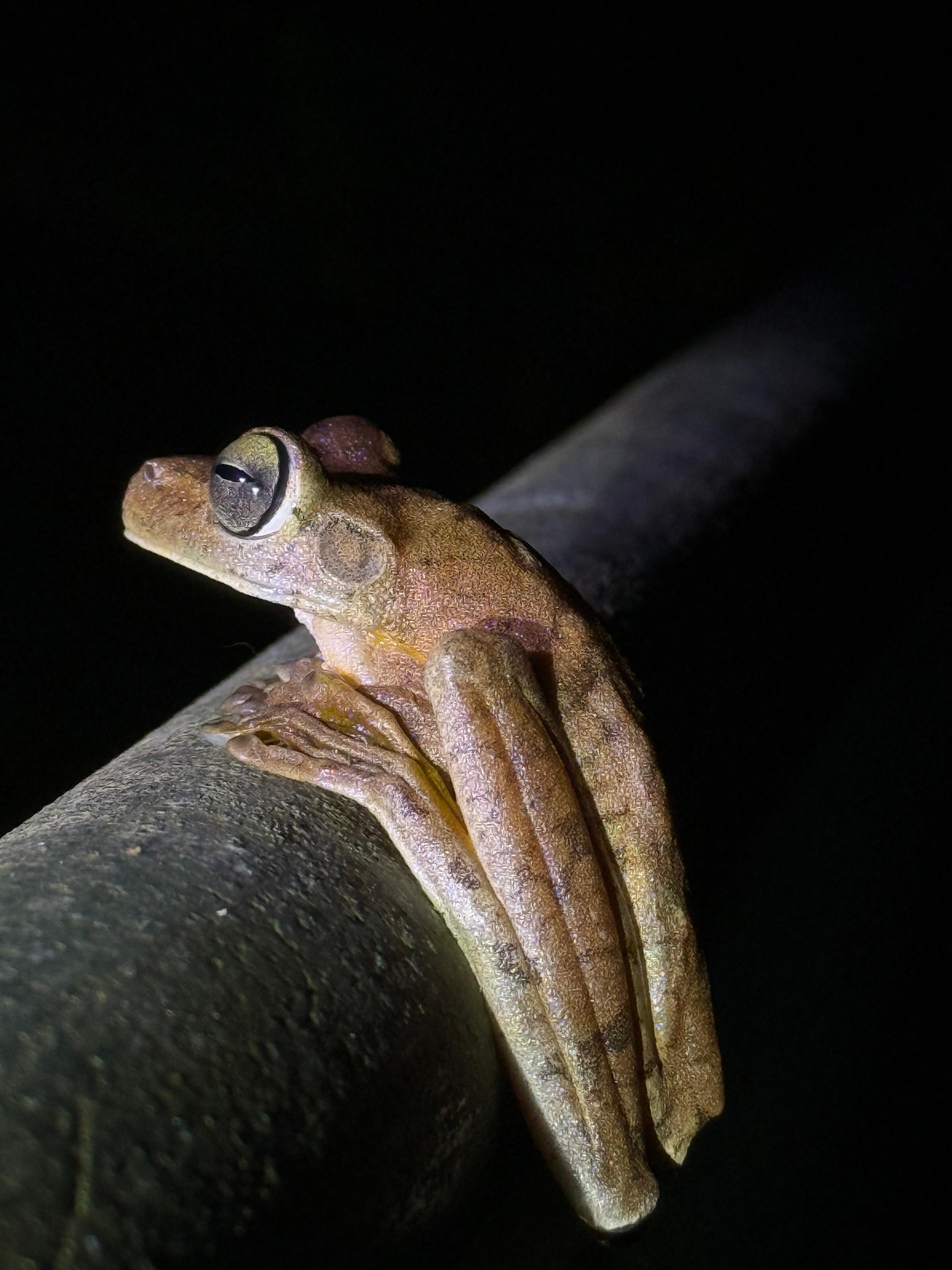 Manuel Antonio Night Wildlife Walk with Expert Naturalist