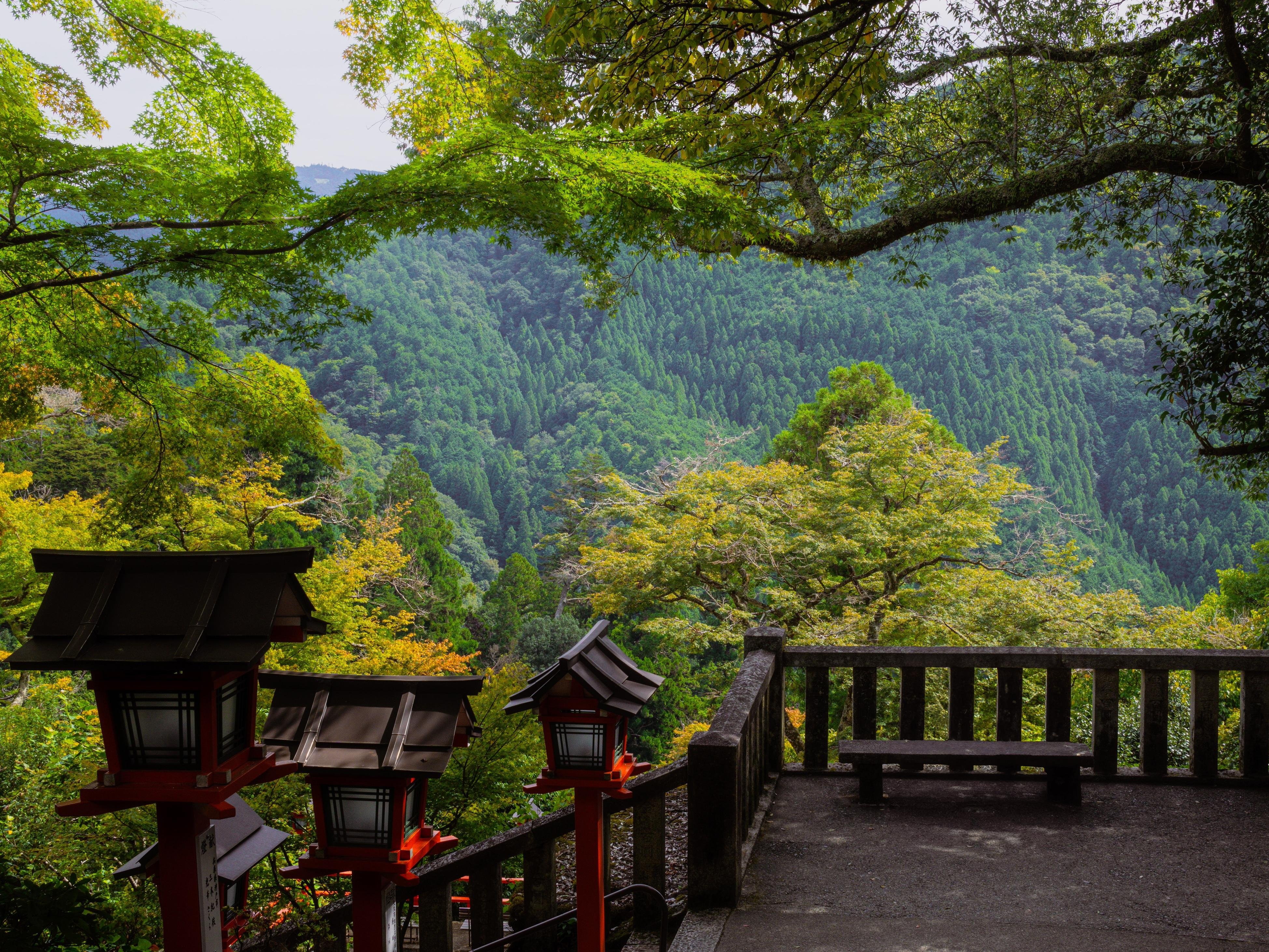 Kyoto experience — temples, geisha, bamboo grove — image 9