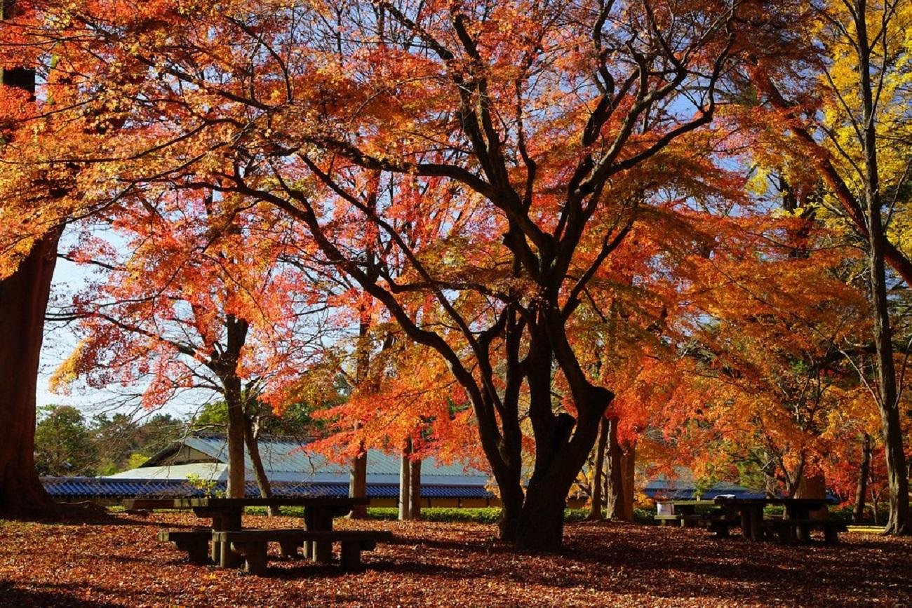 Kyoto Imperial Palace & Nijo Castle Walking Tour
