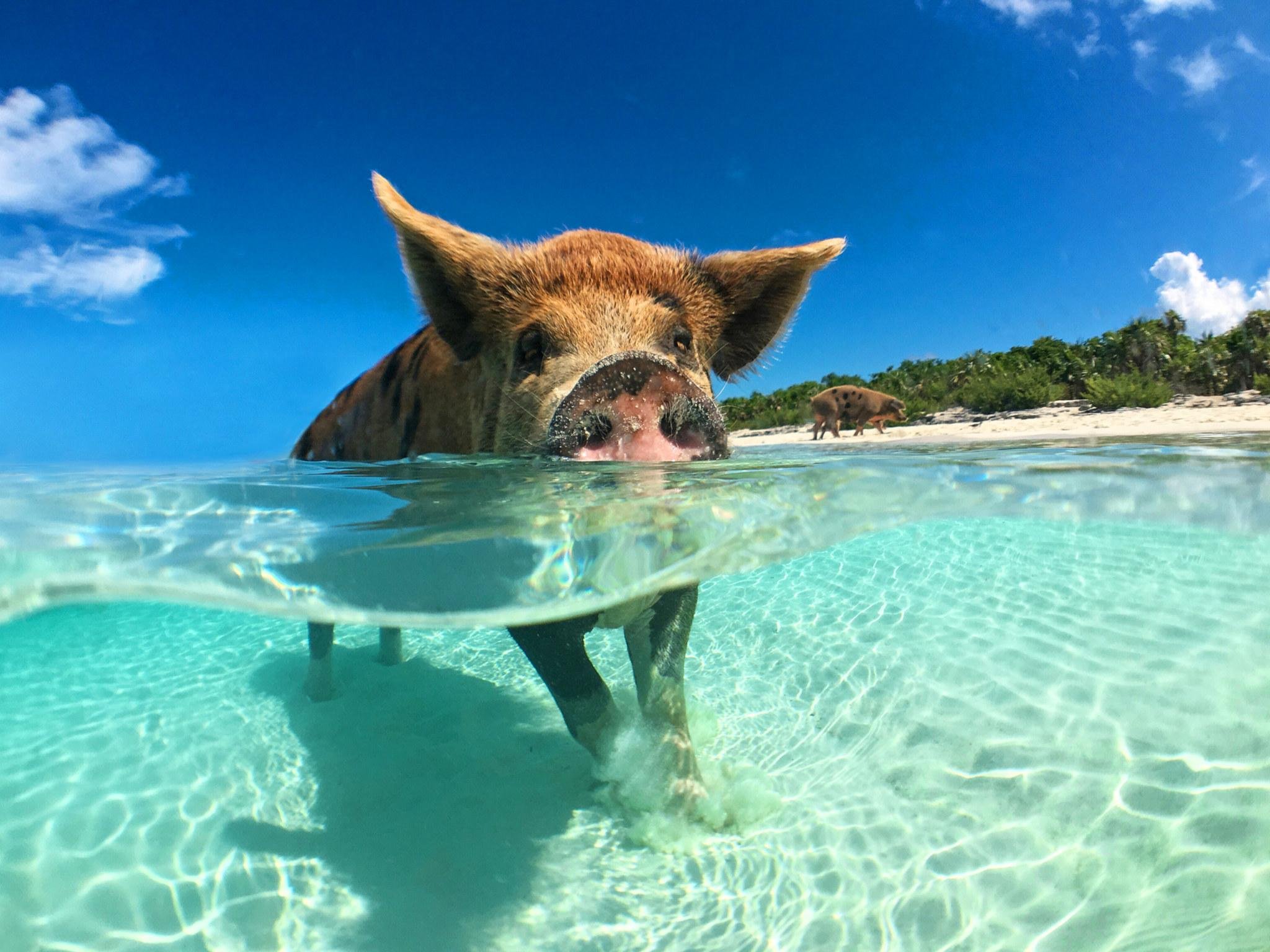 Pink Dolphin Encounter, Pig Island & Snorkeling Adventure