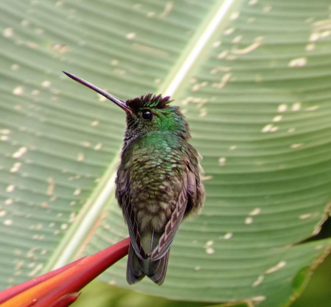 Manuel Antonio National Park: Expert-Guided Wildlife Hike
