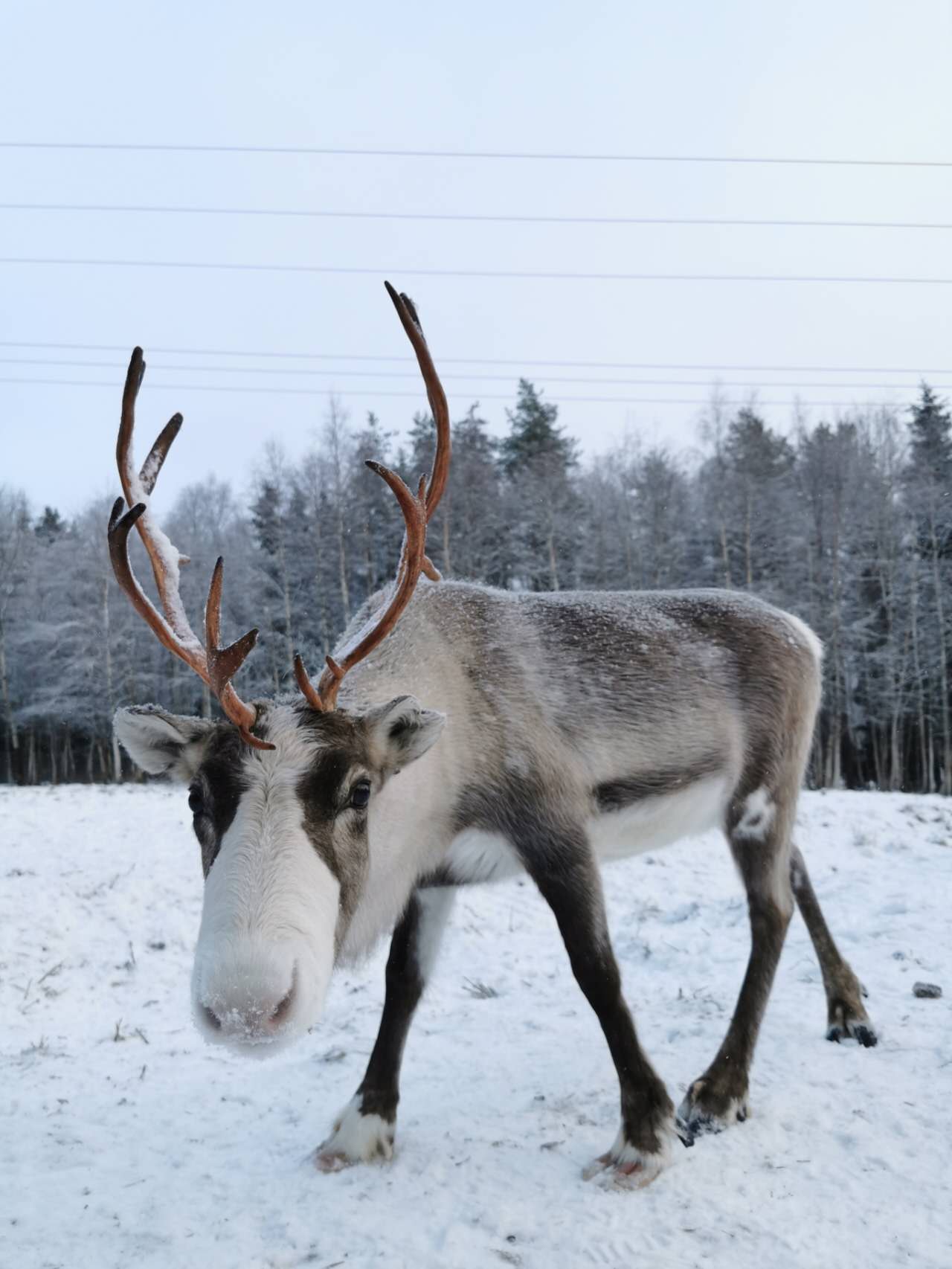 Rovaniemi Reindeer, Husky & Northern Lights BBQ Safari