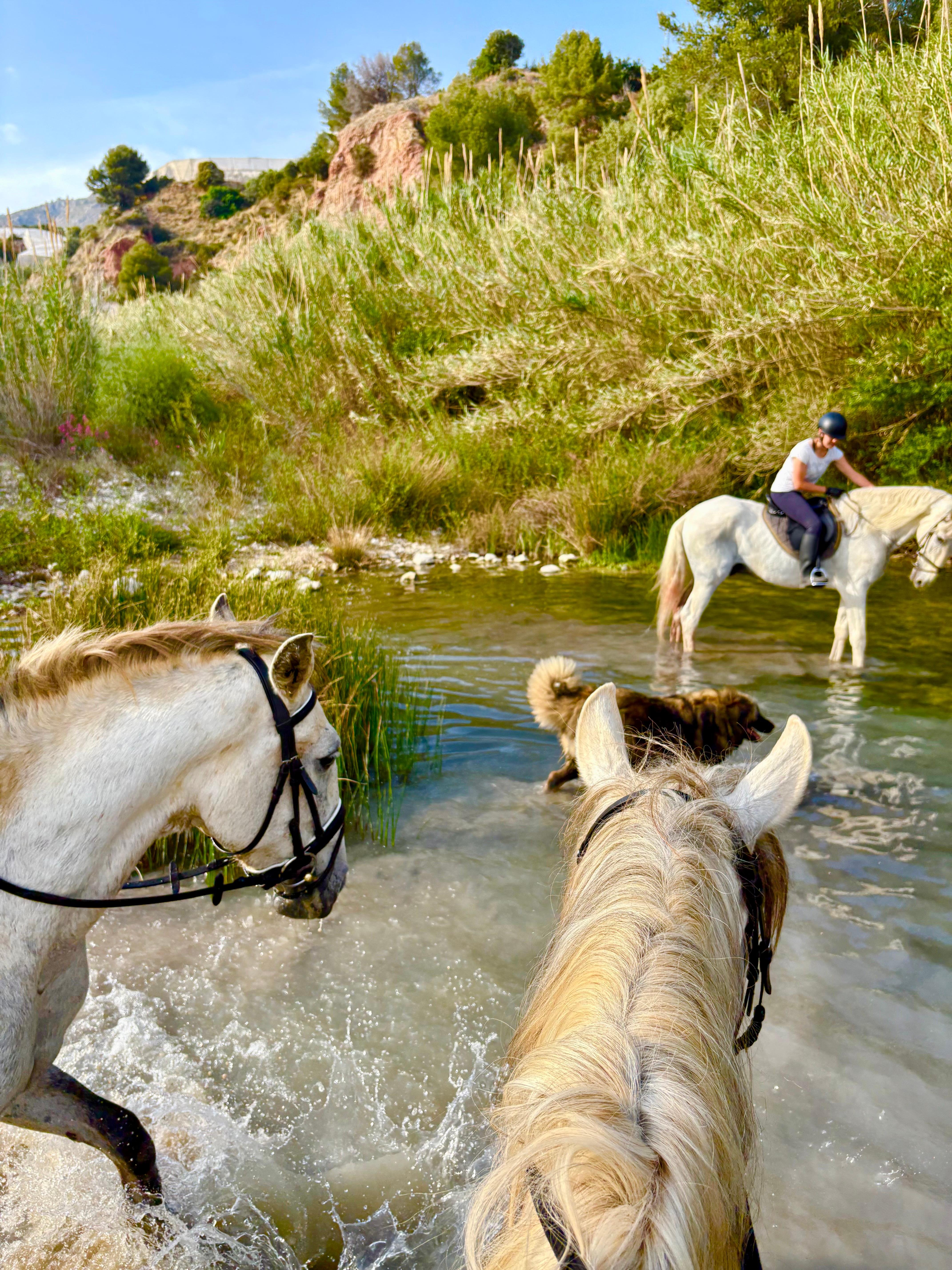 90-Minute Horseback Adventure near Benidorm
