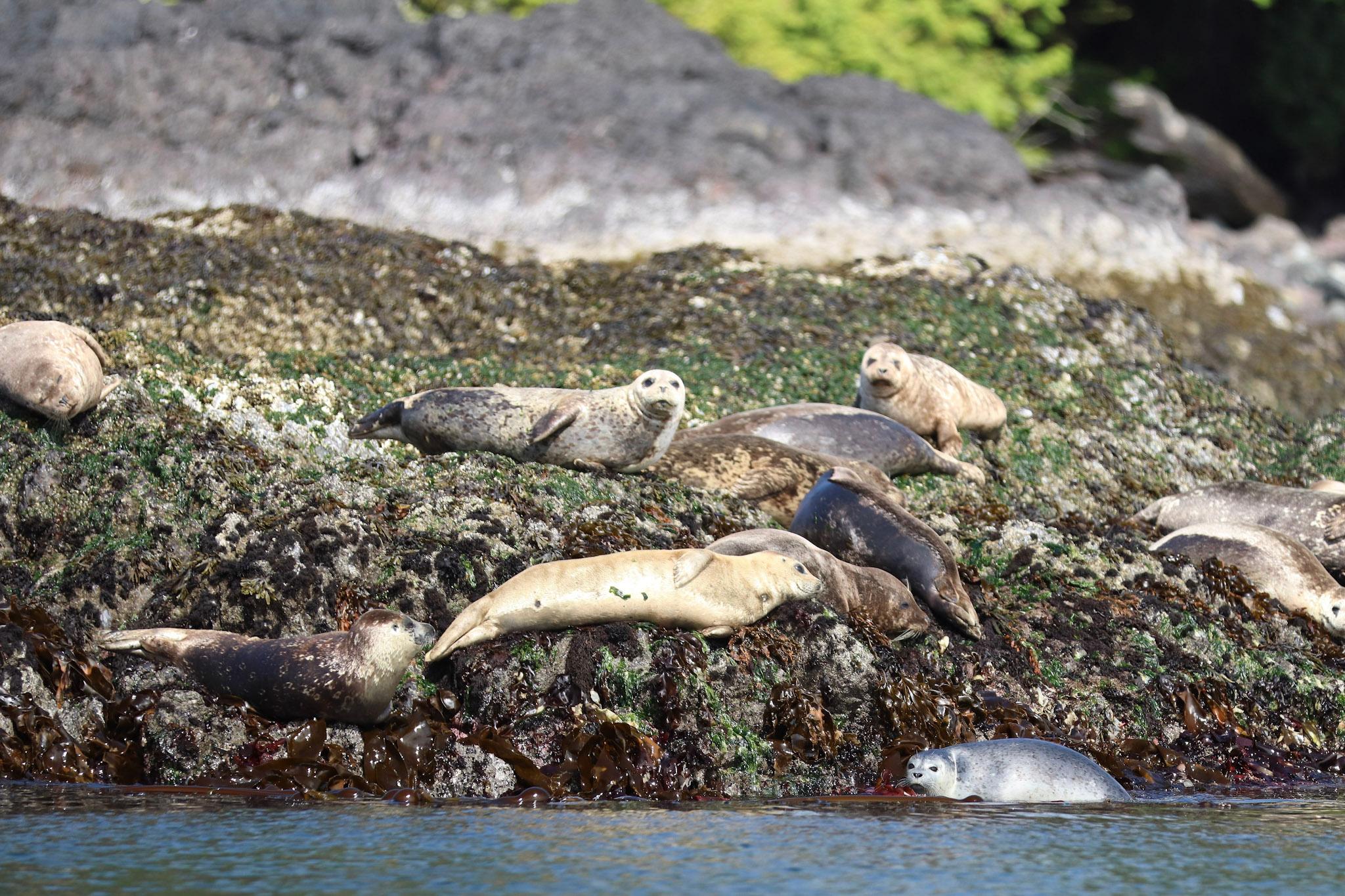 Vancouver whale watching tour — orcas and marine wildlife in the Salish Sea — image 7