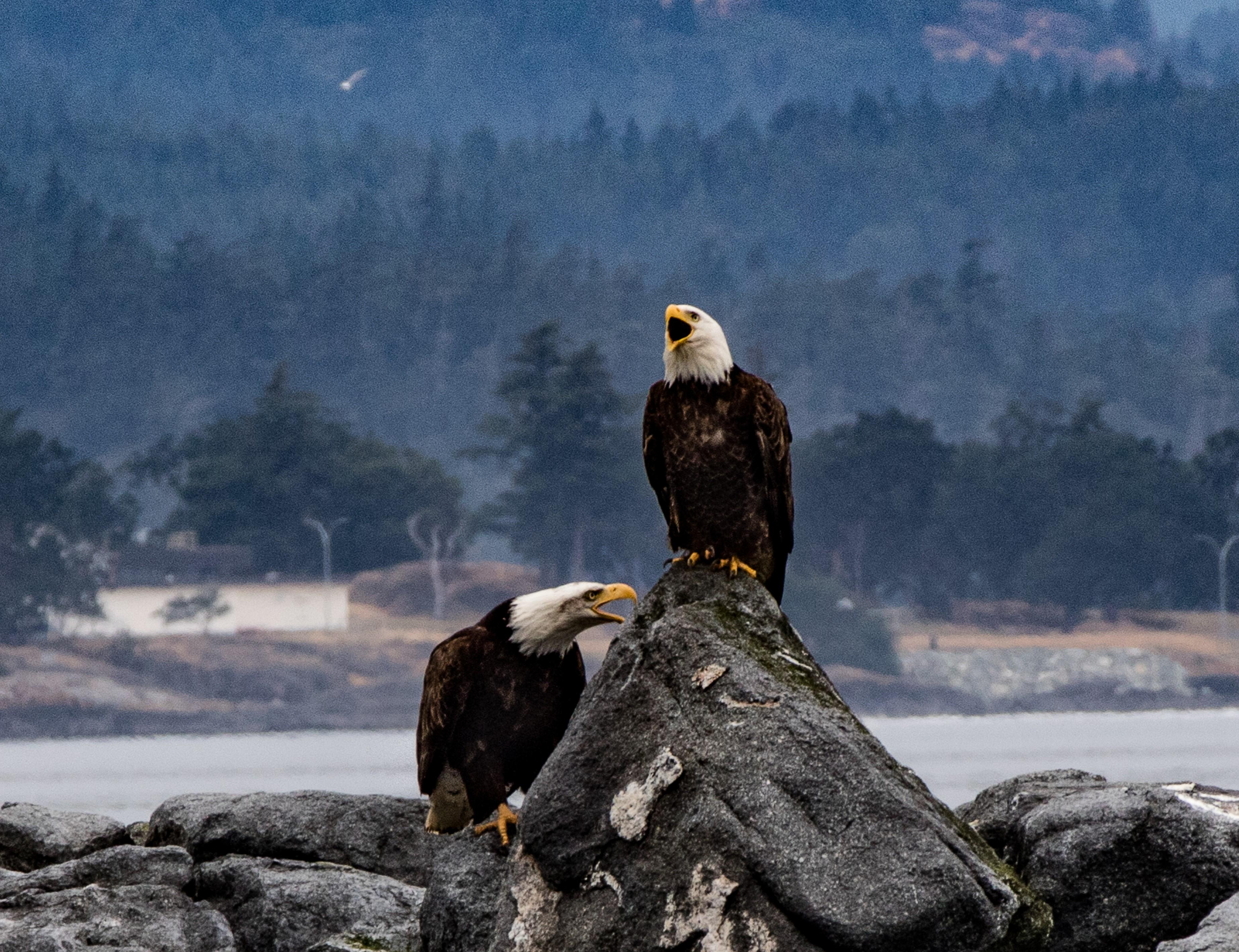 Gulf Islands whale watching from Victoria — orcas and wildlife in the Salish Sea — image 6