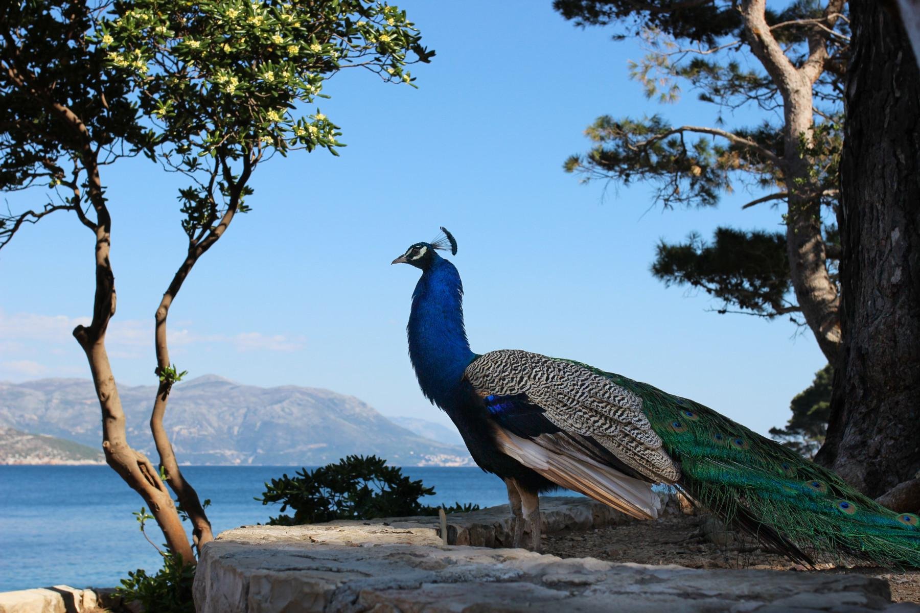 Dubrovnik Game of Thrones Tour: King's Landing & Lokrum Island