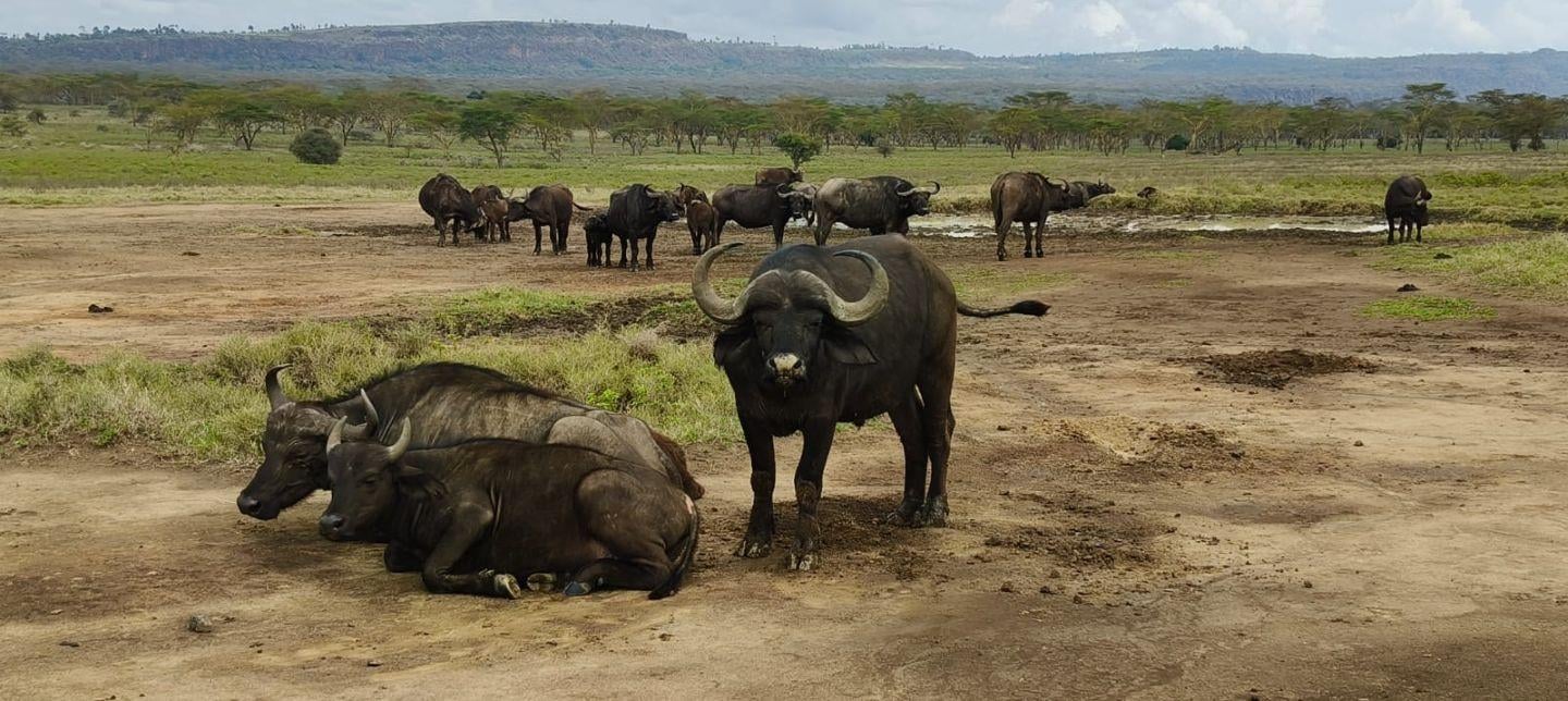 3-Day Maasai Mara Shared Jeep Safari from Nairobi
