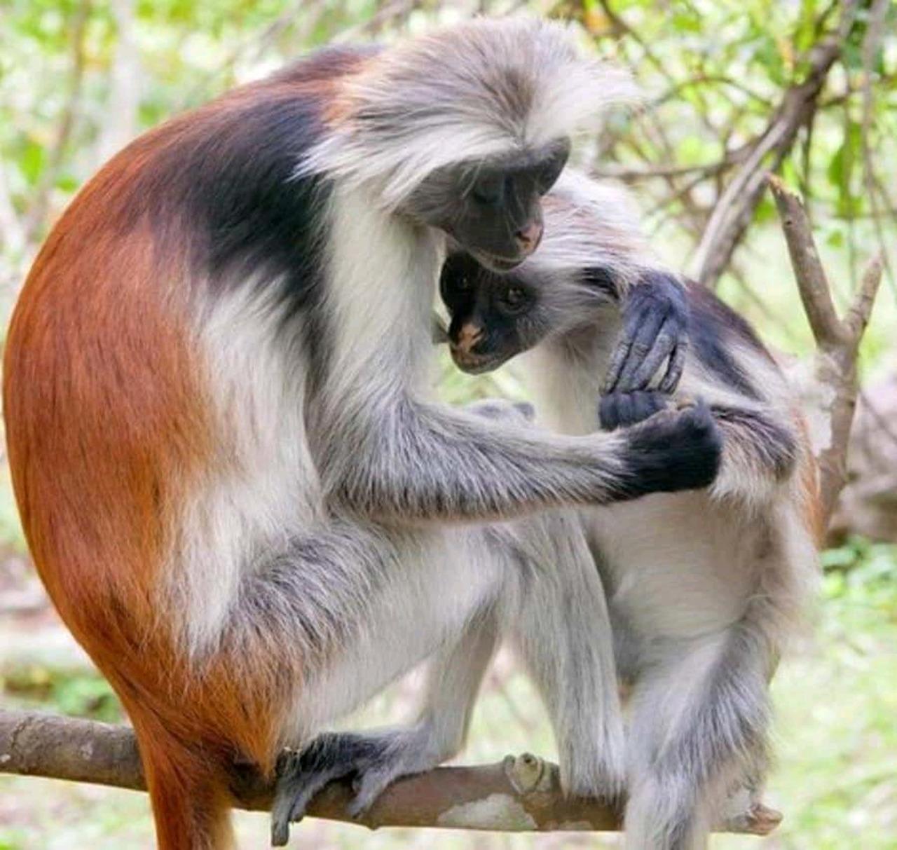 Zanzibar: Jozani Forest, Salaam Cave & The Rock Restaurant Day Tour