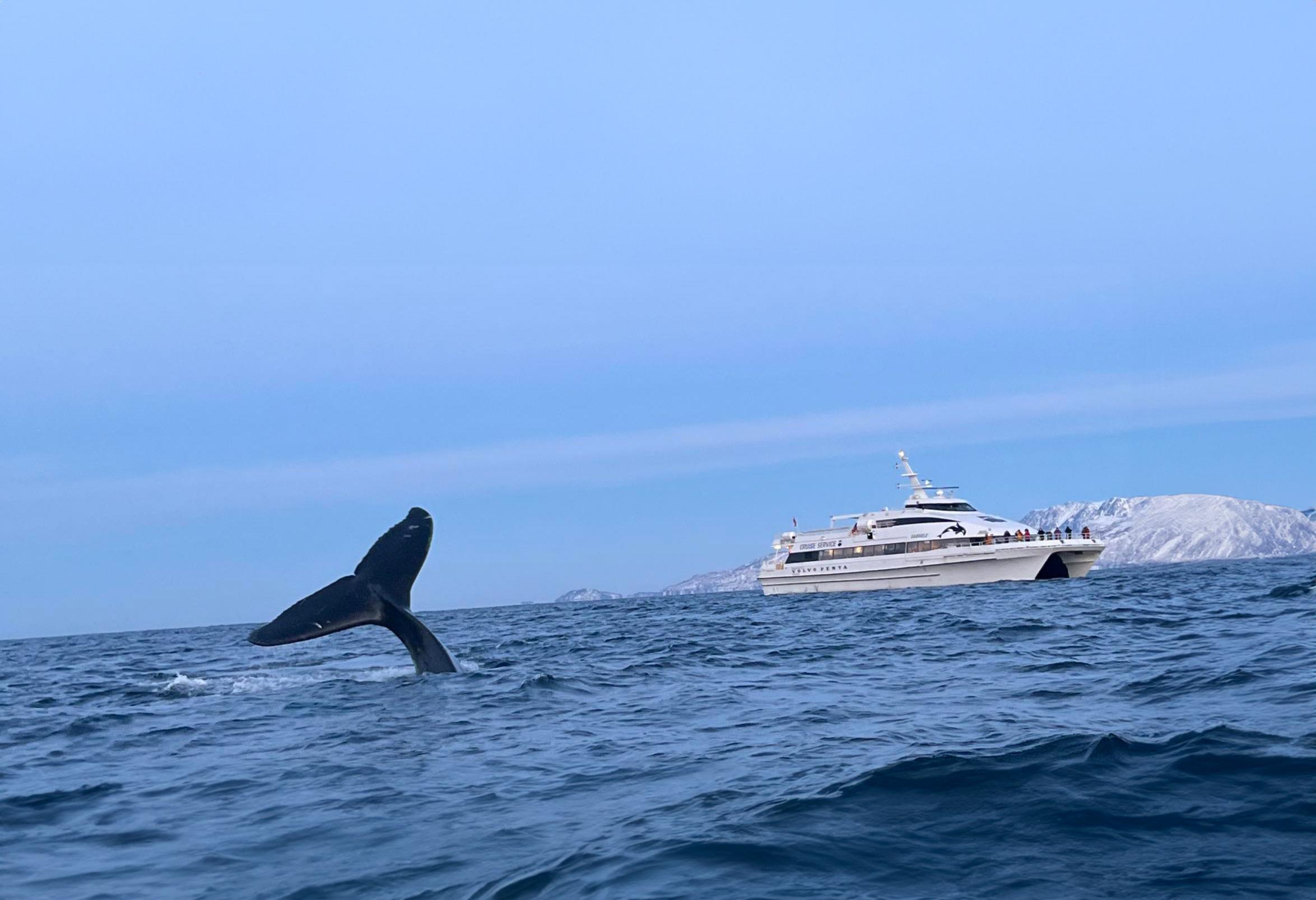 Tromsø Orca and Whale Safari on the MS Gabriele Catamaran