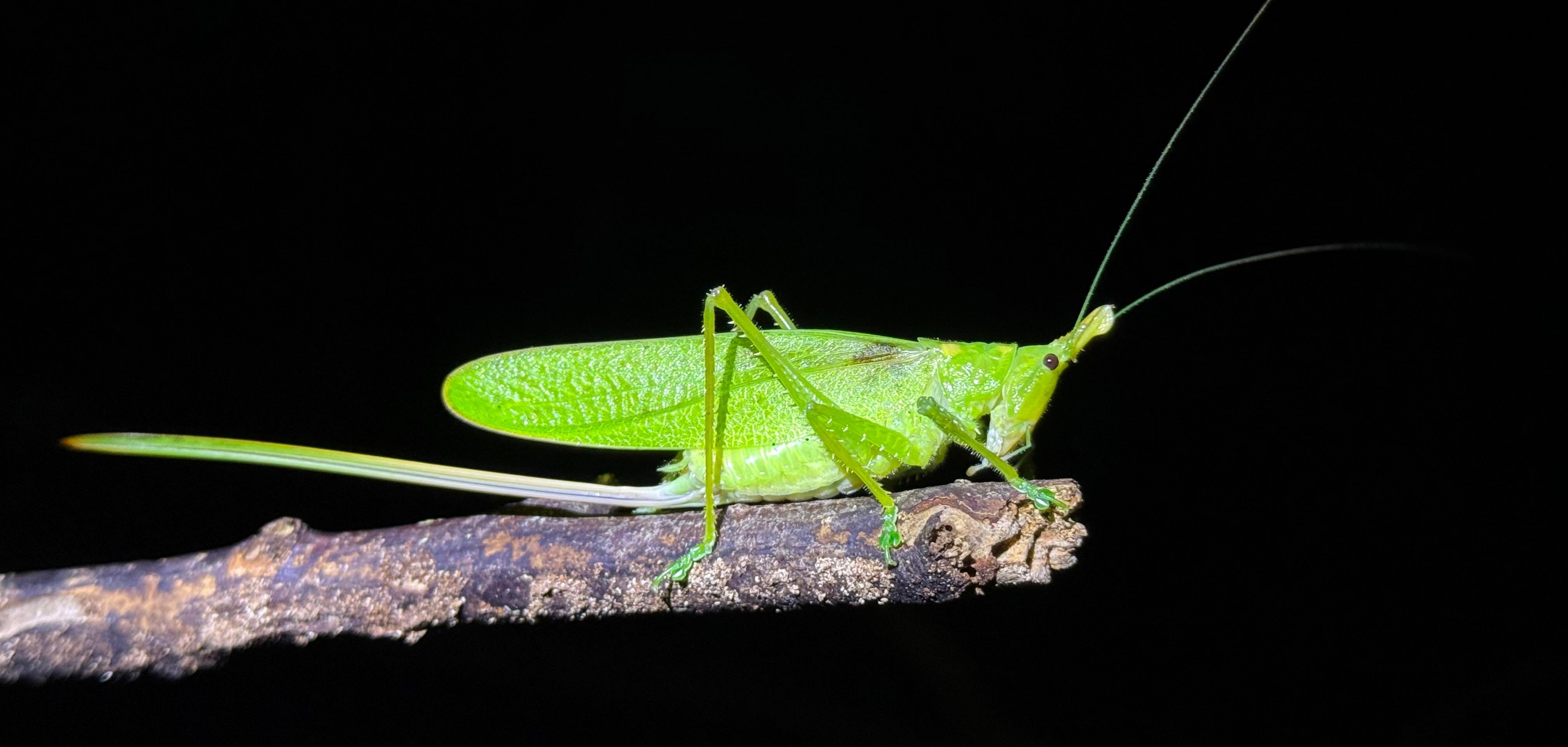 Manuel Antonio Night Wildlife Walk with Expert Naturalist