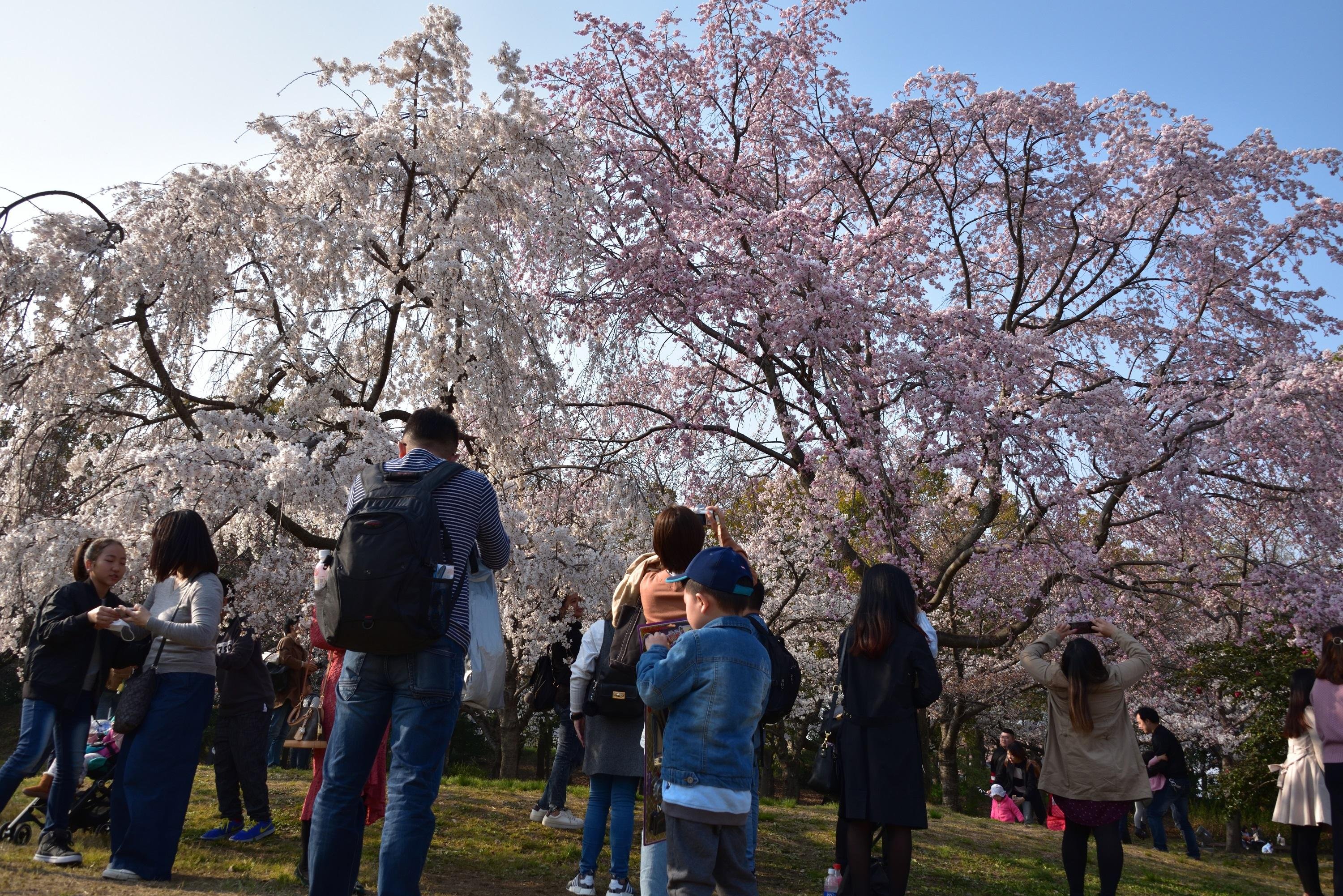 Osaka Castle & Samurai Heritage Walking Tour